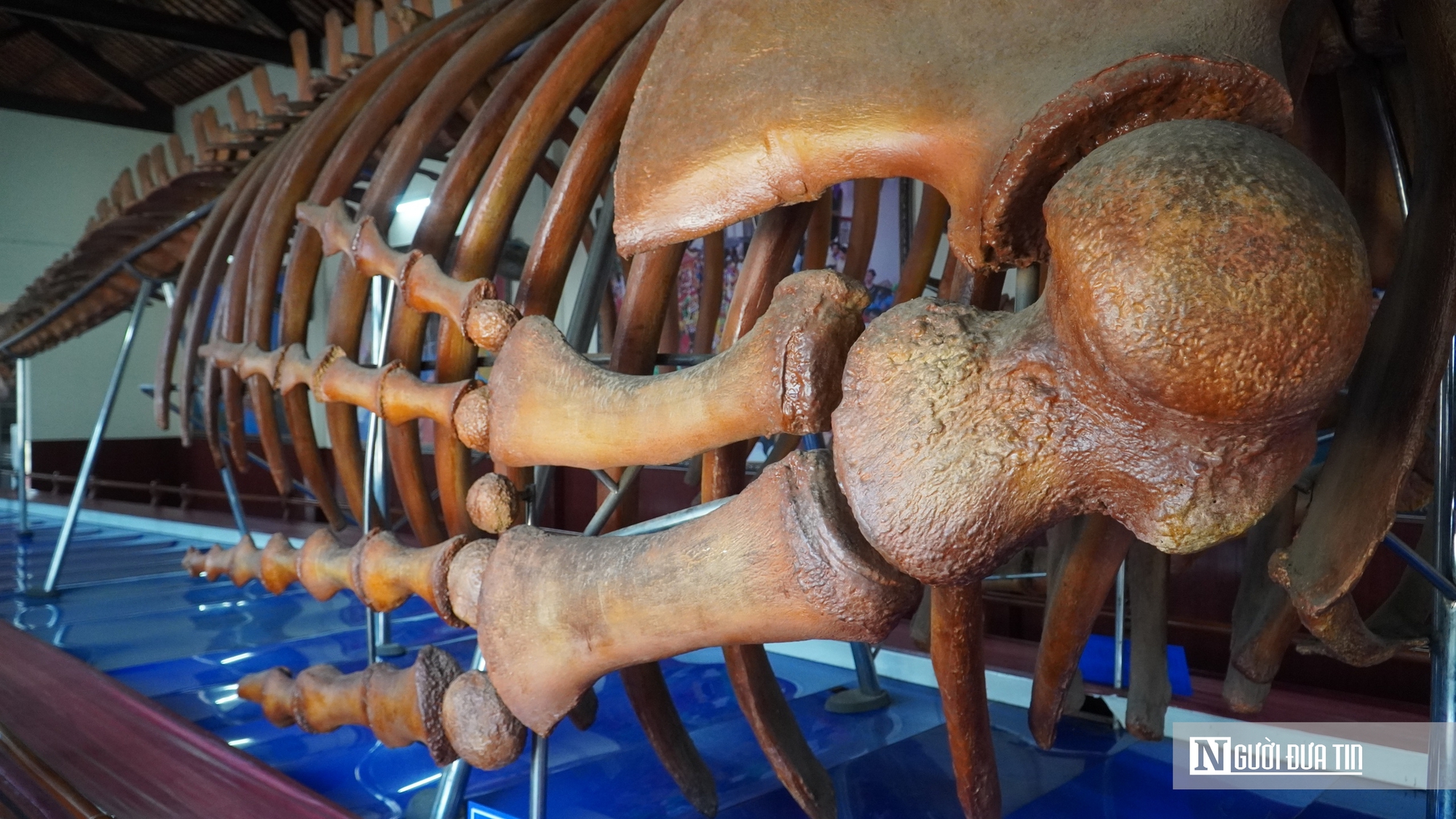 Choáng ngợp trước bộ xương cá voi 22m lớn nhất Đông Nam Á- Ảnh 9. Choáng ngợp trước bộ xương cá voi 22m lớn nhất Đông Nam Á- Ảnh 9.