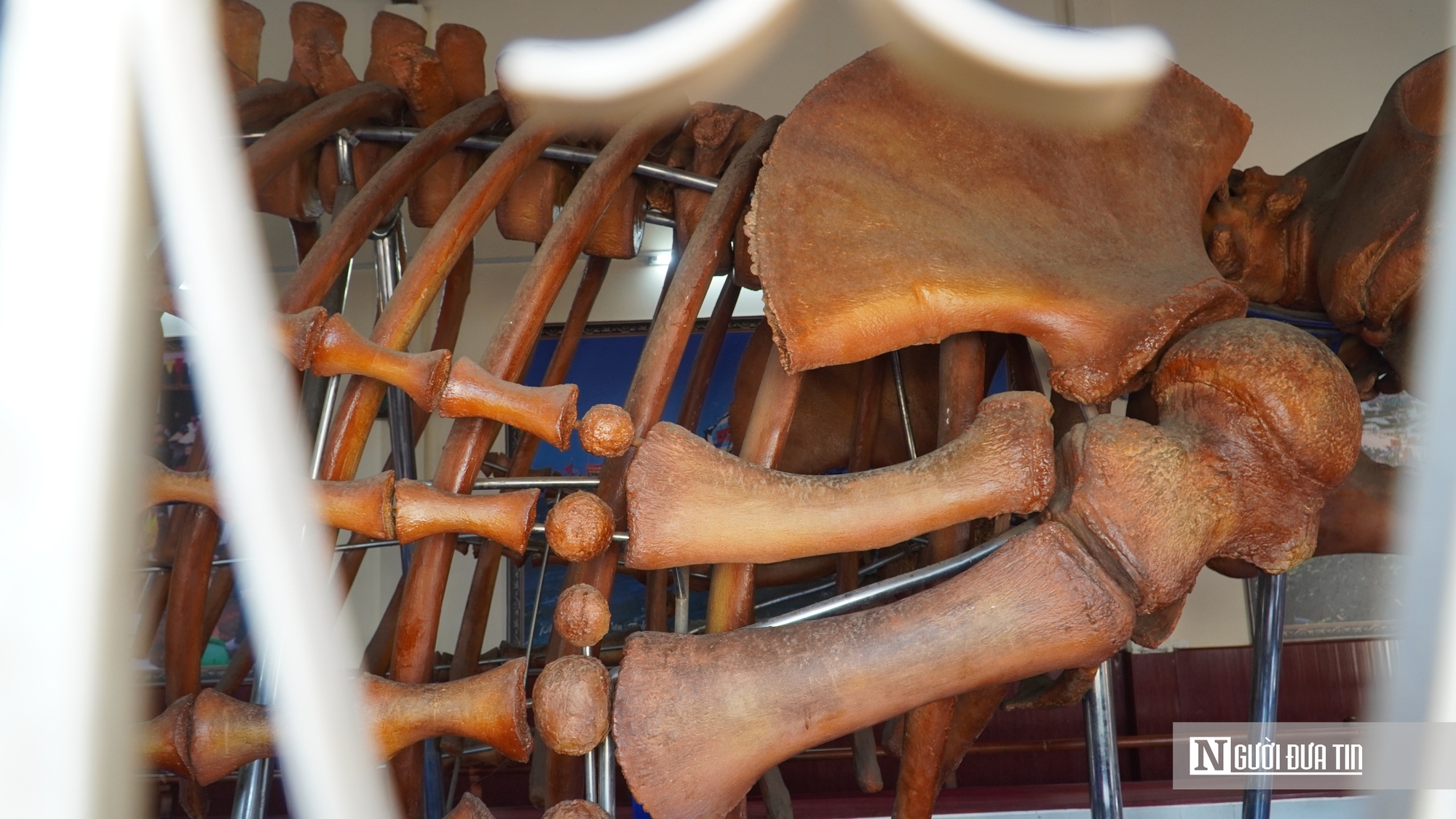 Choáng ngợp trước bộ xương cá voi 22m lớn nhất Đông Nam Á- Ảnh 10. Choáng ngợp trước bộ xương cá voi 22m lớn nhất Đông Nam Á- Ảnh 10.