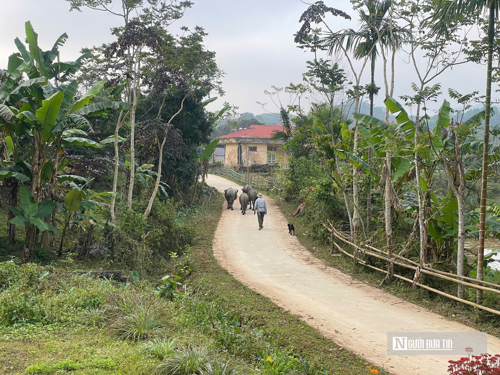 Khi chính sách đến vùng khó (1): “Cả đời người mới thấy đường bê tông về bản”- Ảnh 3. Khi chính sách đến vùng khó (1): “Cả đời người mới thấy đường bê tông về bản”- Ảnh 3.