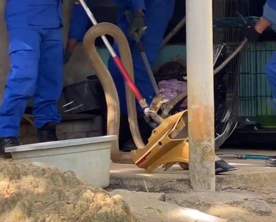 Bắt sống rắn hổ mang ch&uacute;a d&agrave;i 3,7 m&eacute;t trong vườn nh&agrave; d&acirc;n - Ảnh 1.