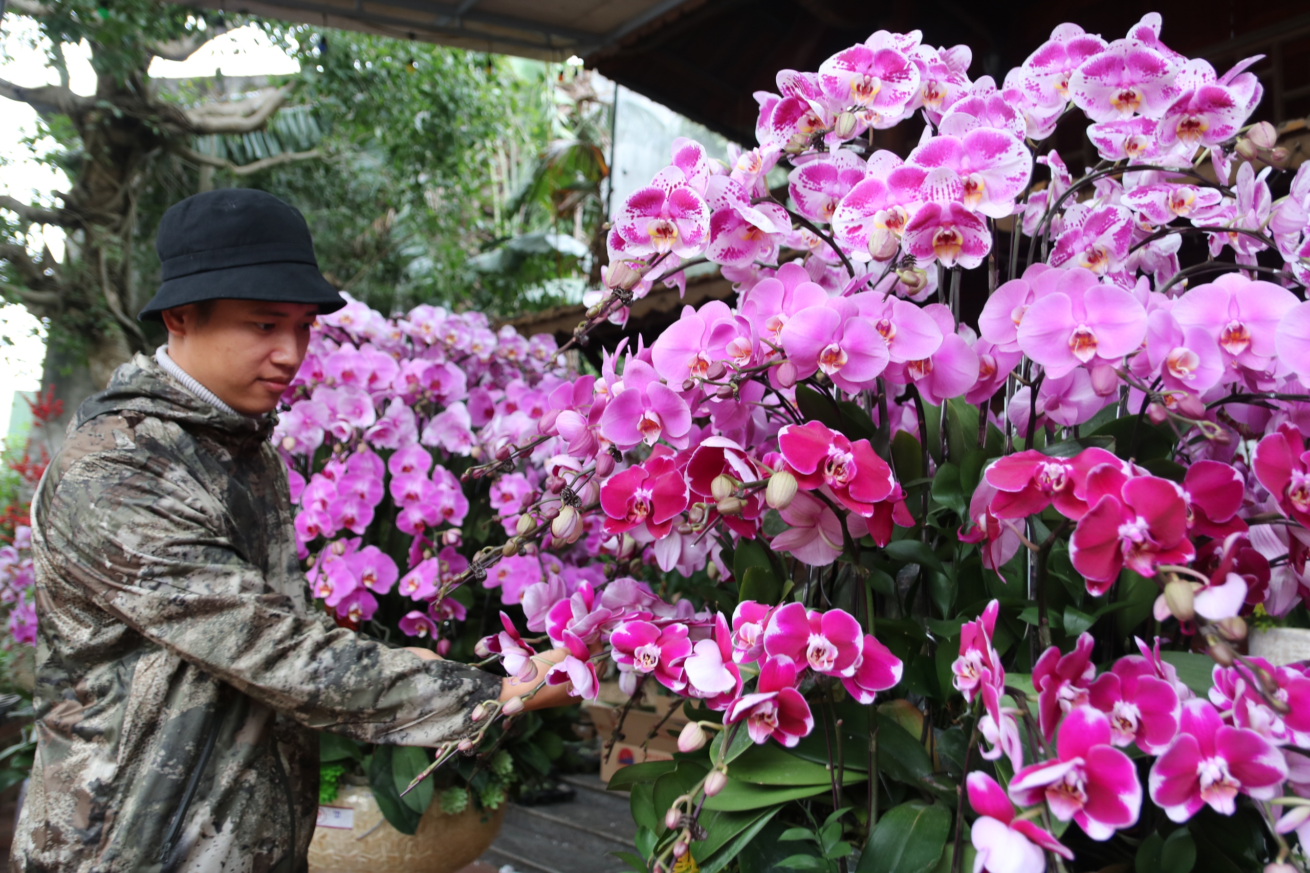 Thợ cắm thu&ecirc; hoa lan "đắt s&ocirc;" dịp Tết, bỏ t&uacute;i 4 -5 triệu đồng/ng&agrave;y- Ảnh 9.