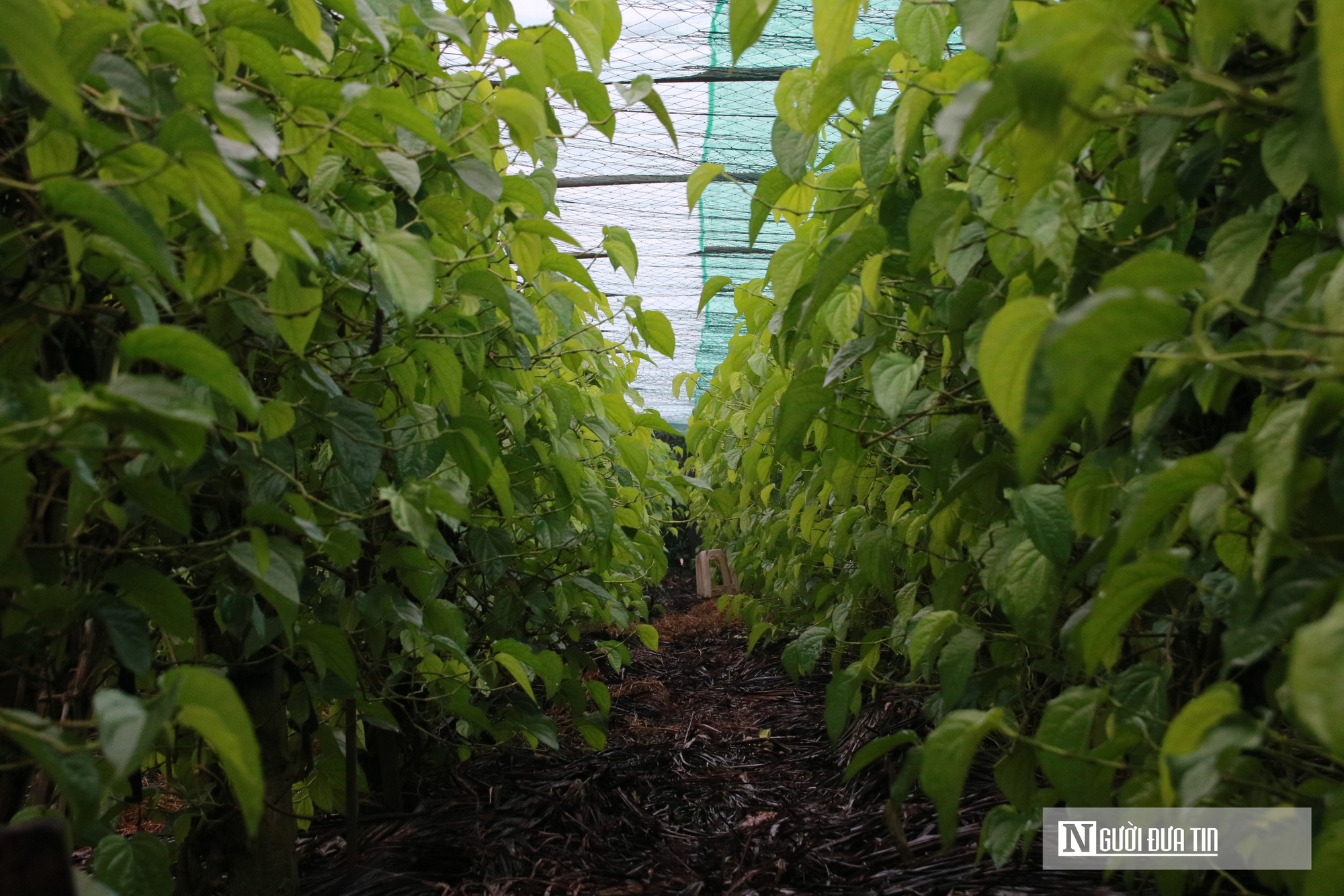 Người dân trồng loài cây "đếm lá tính tiền" tất bật vào vụ Tết- Ảnh 2. Người dân trồng loài cây "đếm lá tính tiền" tất bật vào vụ Tết- Ảnh 2.