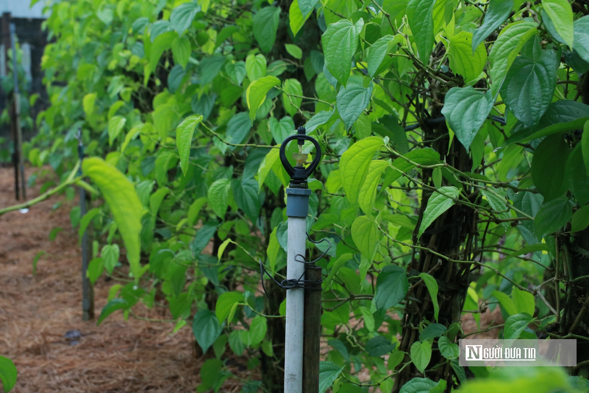 Người dân trồng loài cây "đếm lá tính tiền" tất bật vào vụ Tết- Ảnh 6. Người dân trồng loài cây "đếm lá tính tiền" tất bật vào vụ Tết- Ảnh 6.