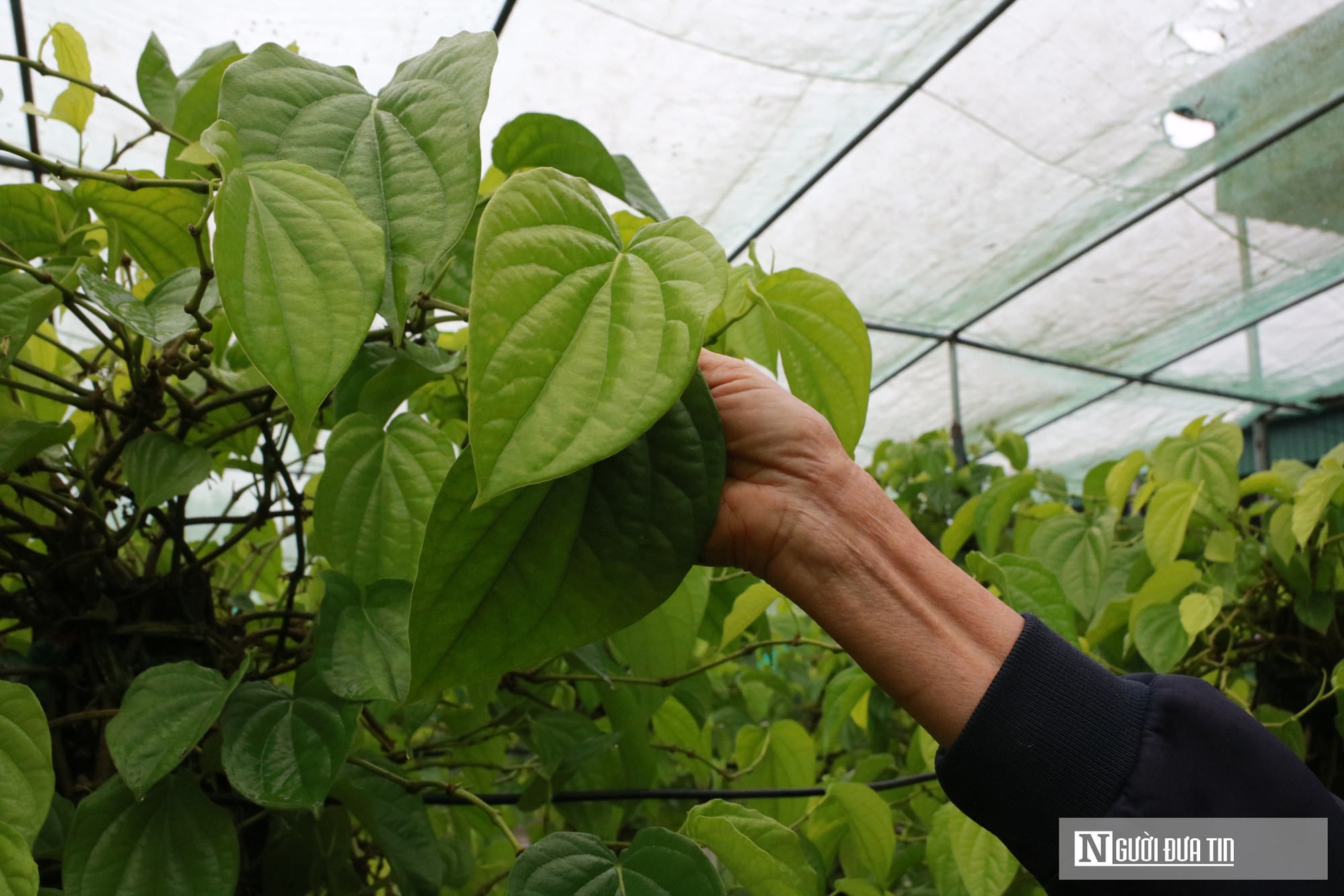 Người dân trồng loài cây "đếm lá tính tiền" tất bật vào vụ Tết- Ảnh 10. Người dân trồng loài cây "đếm lá tính tiền" tất bật vào vụ Tết- Ảnh 10.