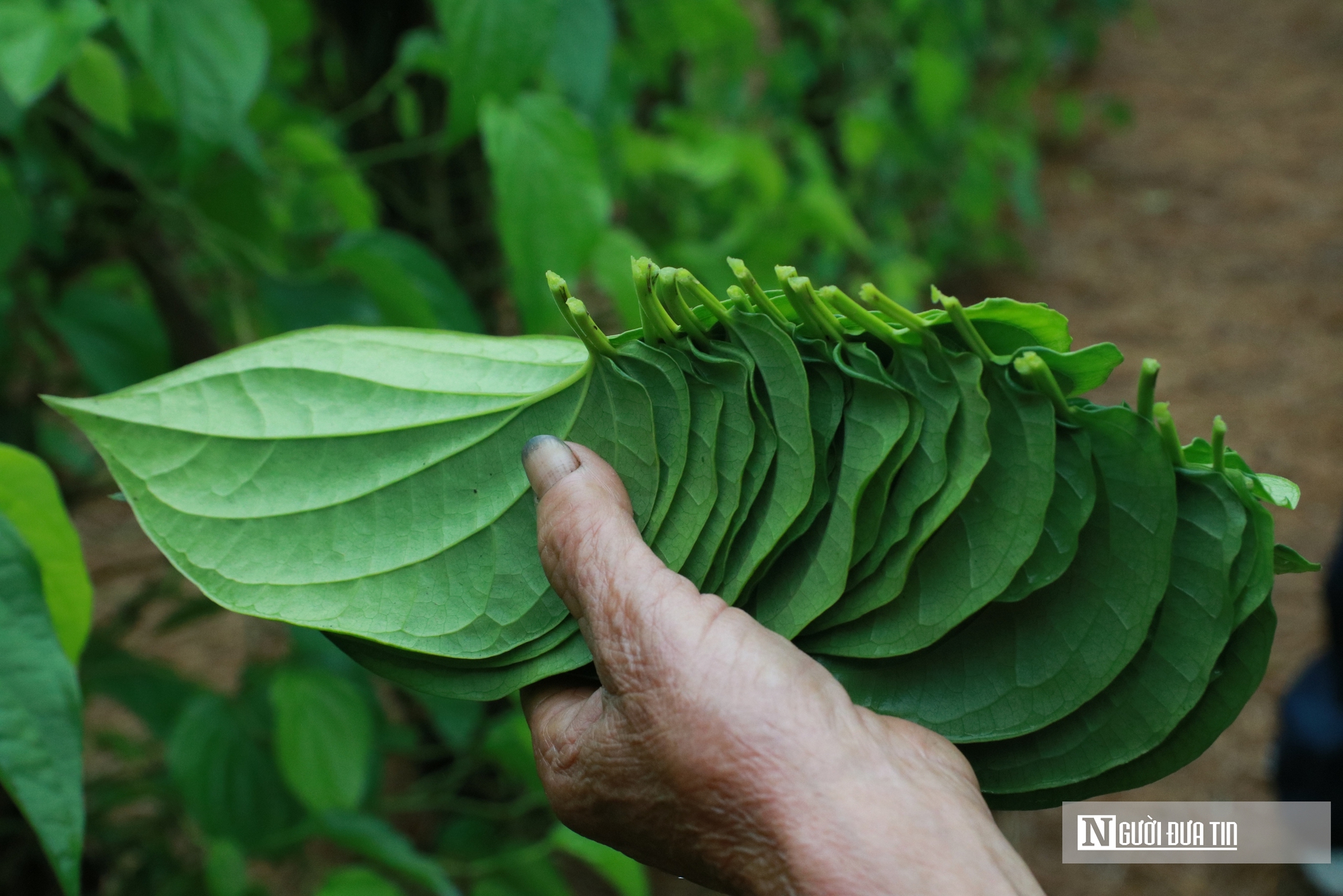 Người dân trồng loài cây "đếm lá tính tiền" tất bật vào vụ Tết- Ảnh 11. Người dân trồng loài cây "đếm lá tính tiền" tất bật vào vụ Tết- Ảnh 11.