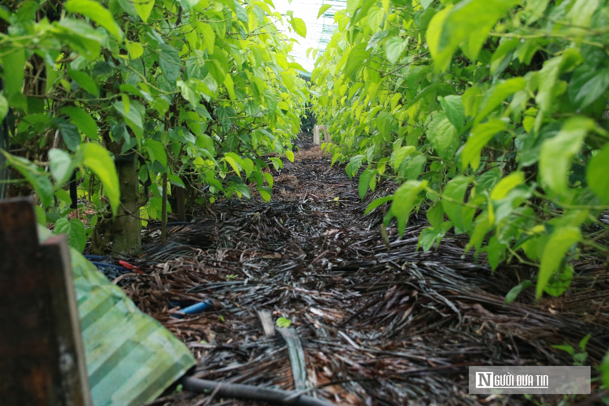 Người dân trồng loài cây "đếm lá tính tiền" tất bật vào vụ Tết- Ảnh 12. Người dân trồng loài cây "đếm lá tính tiền" tất bật vào vụ Tết- Ảnh 12.