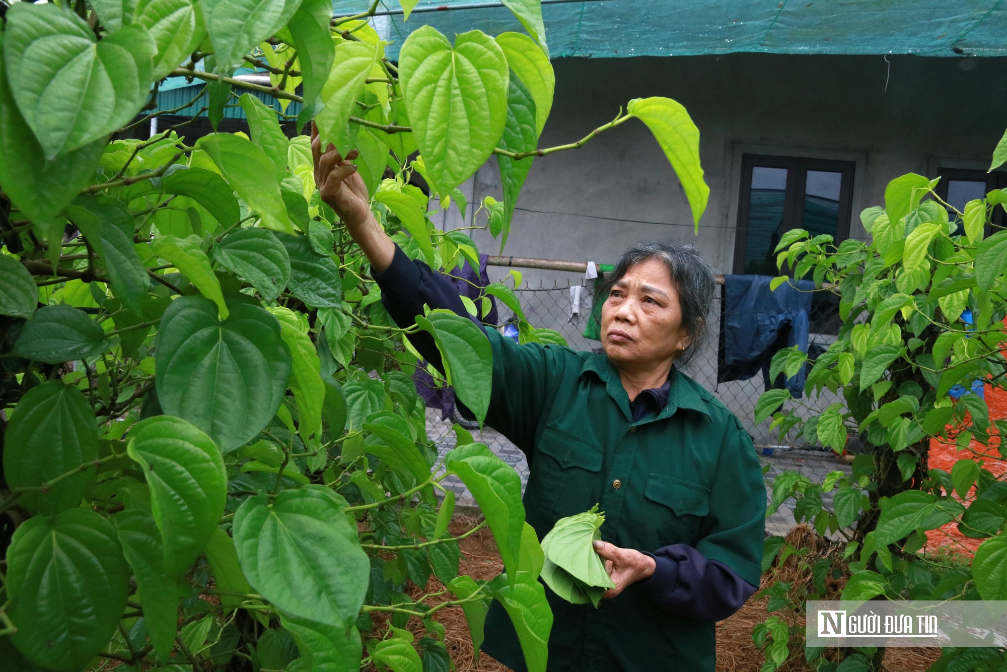 Người dân trồng loài cây "đếm lá tính tiền" tất bật vào vụ Tết- Ảnh 14. Người dân trồng loài cây "đếm lá tính tiền" tất bật vào vụ Tết- Ảnh 14.