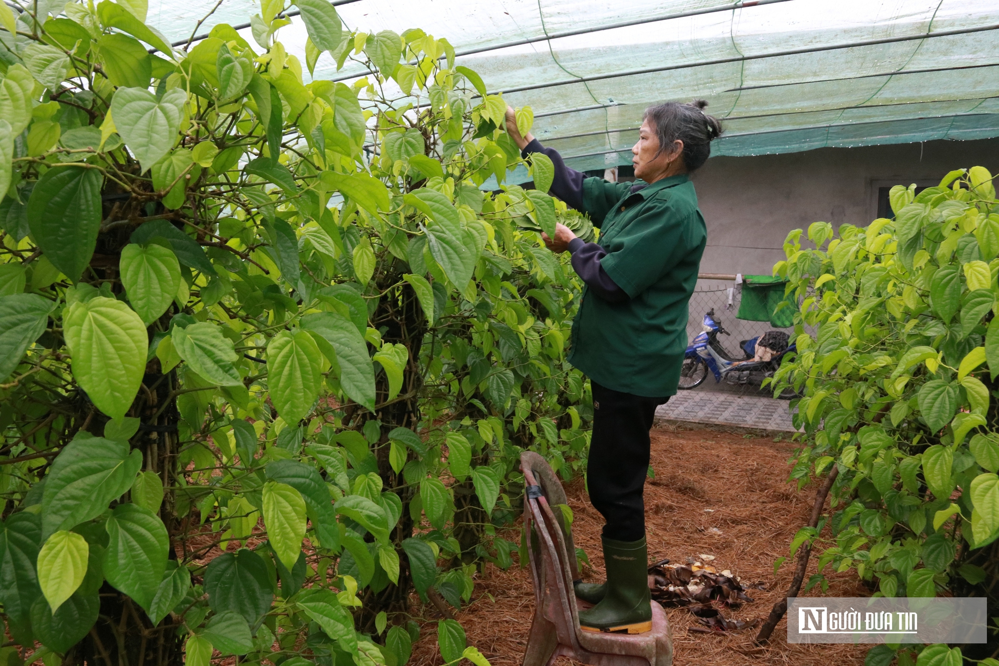 Người dân trồng loài cây "đếm lá tính tiền" tất bật vào vụ Tết- Ảnh 15. Người dân trồng loài cây "đếm lá tính tiền" tất bật vào vụ Tết- Ảnh 15.