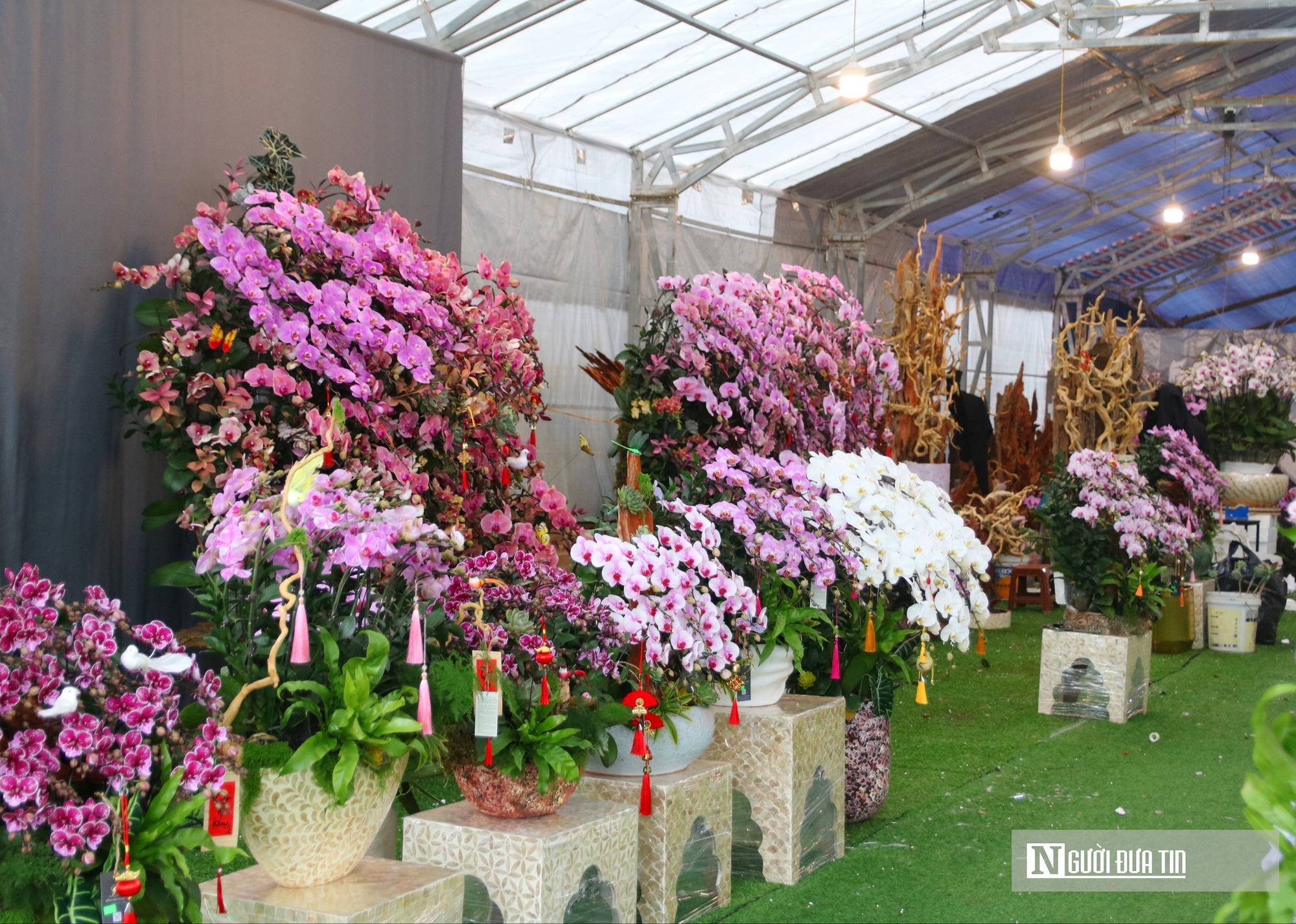 Thợ cắm thu&ecirc; hoa lan "đắt s&ocirc;" dịp Tết, bỏ t&uacute;i 4 -5 triệu đồng/ng&agrave;y- Ảnh 1.