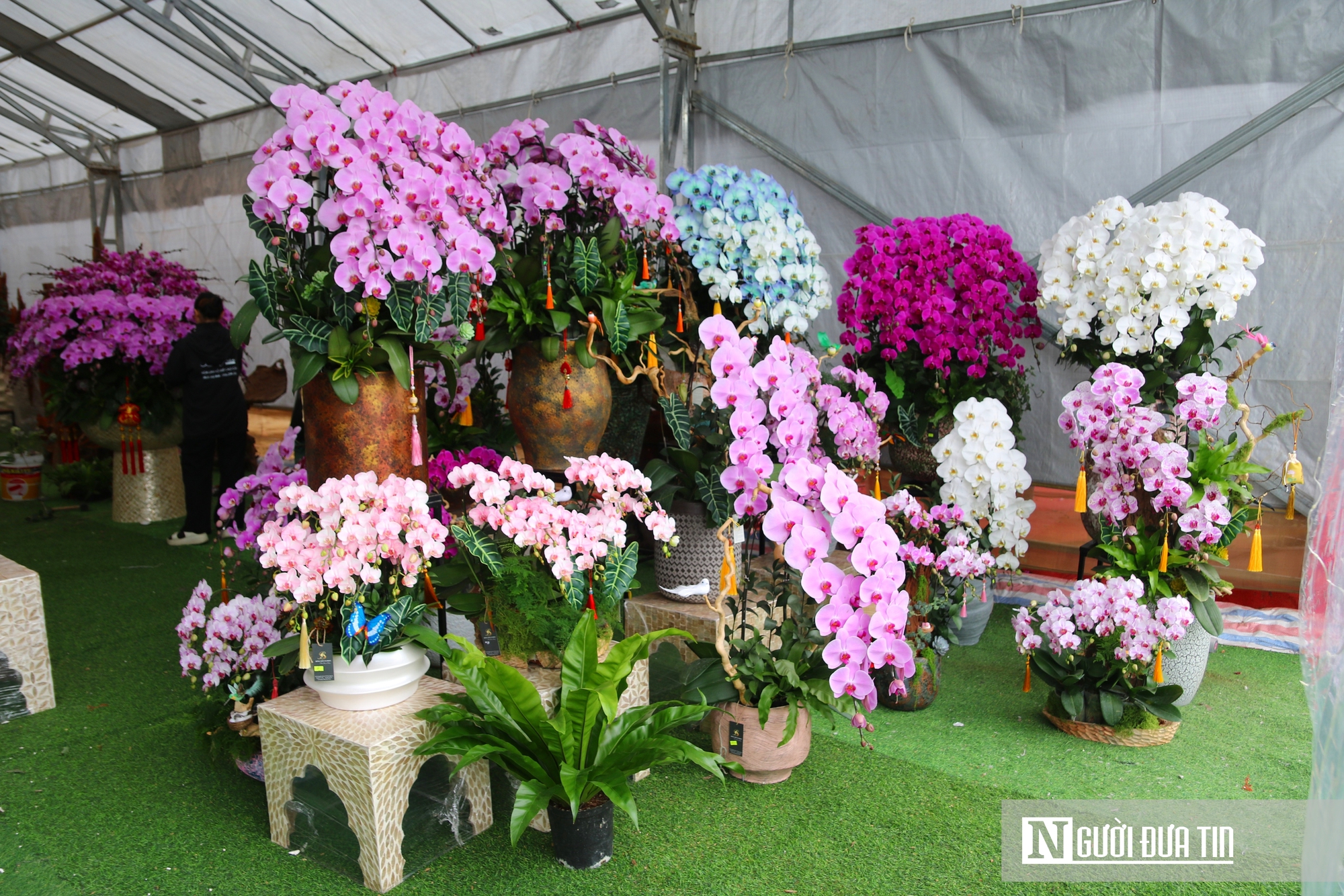 Thợ cắm thu&ecirc; hoa lan "đắt s&ocirc;" dịp Tết, bỏ t&uacute;i 4 -5 triệu đồng/ng&agrave;y- Ảnh 2.