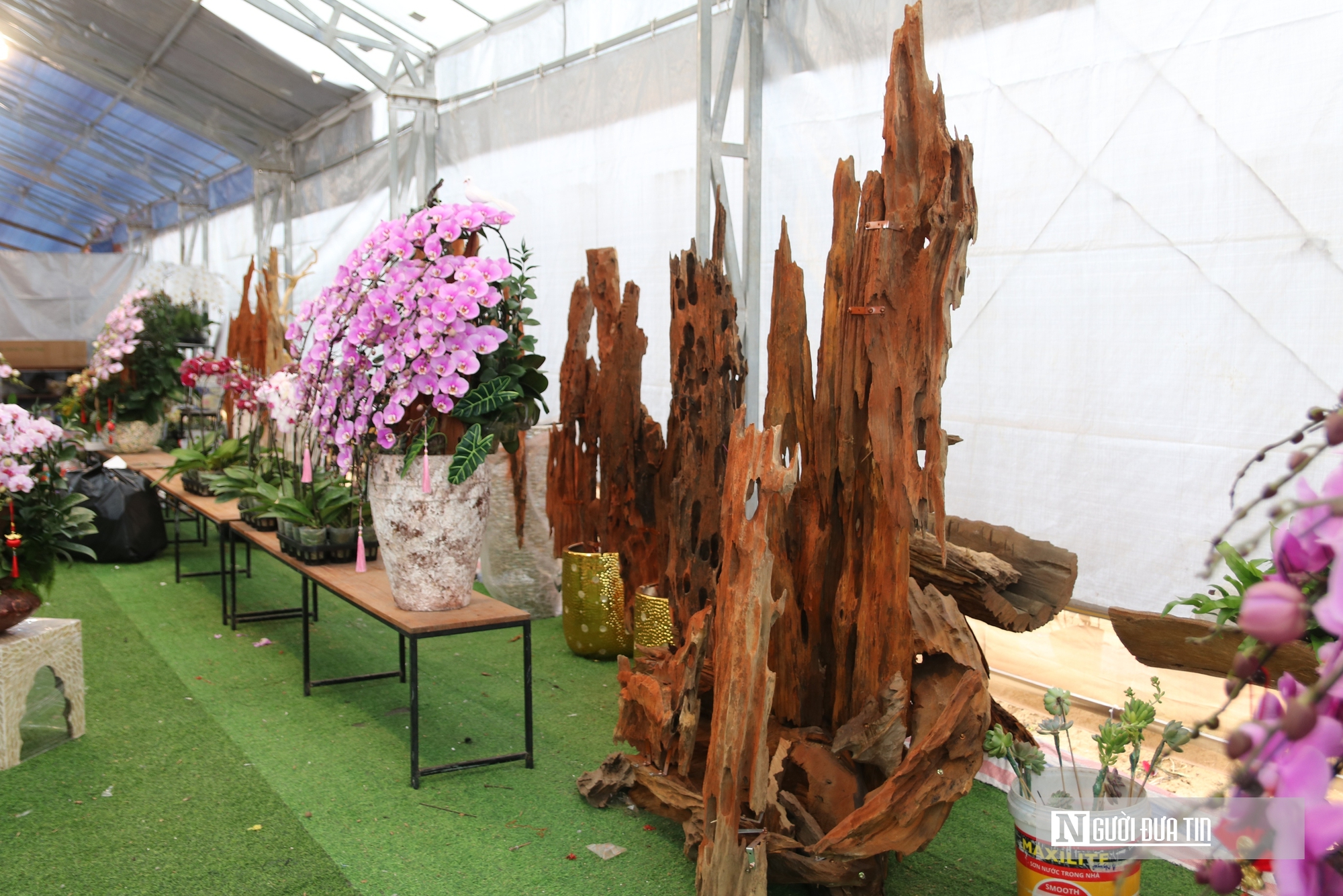 Thợ cắm thu&ecirc; hoa lan "đắt s&ocirc;" dịp Tết, bỏ t&uacute;i 4 -5 triệu đồng/ng&agrave;y- Ảnh 4.