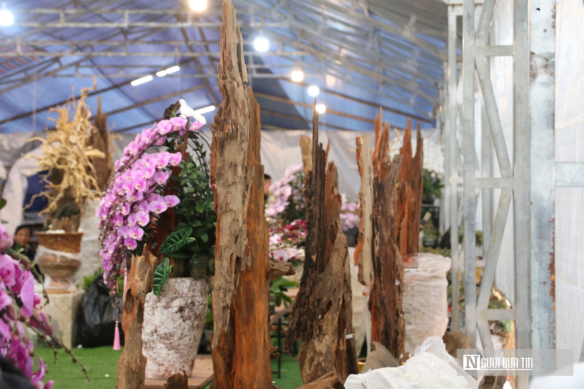 Thợ cắm thu&ecirc; hoa lan "đắt s&ocirc;" dịp Tết, bỏ t&uacute;i 4 -5 triệu đồng/ng&agrave;y- Ảnh 6.