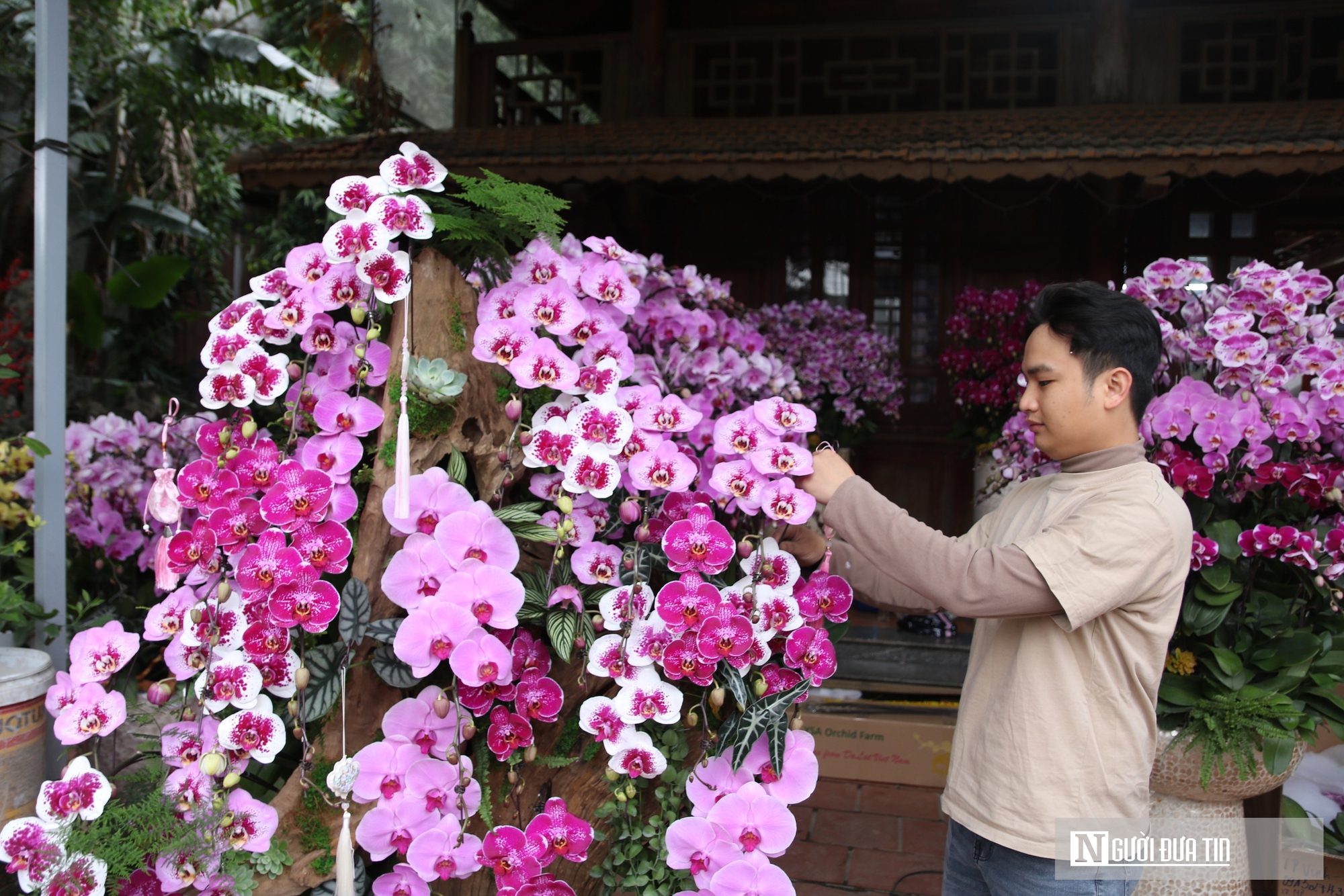 Thợ cắm thu&ecirc; hoa lan "đắt s&ocirc;" dịp Tết, bỏ t&uacute;i 4 -5 triệu đồng/ng&agrave;y- Ảnh 10.