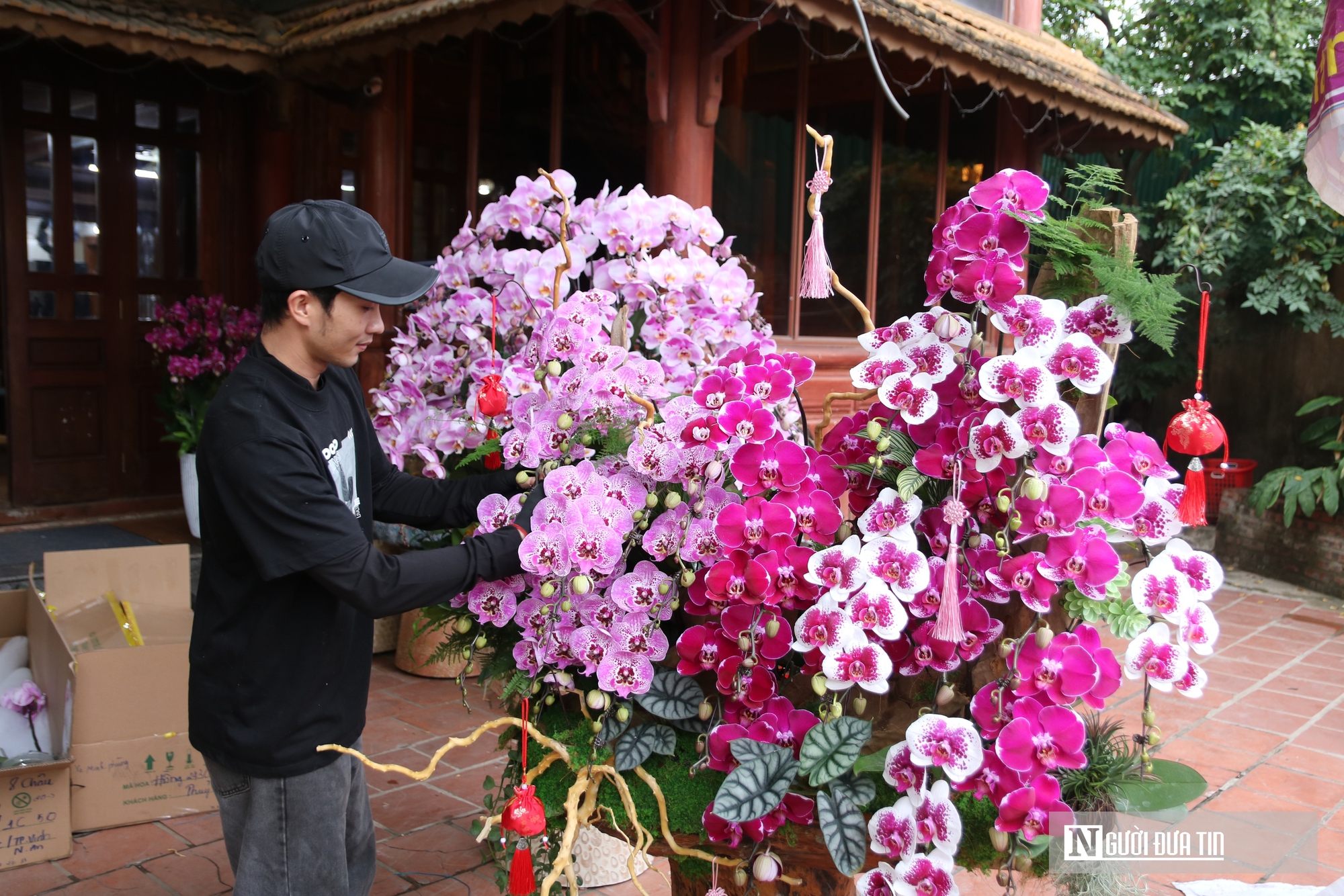 Thợ cắm thu&ecirc; hoa lan "đắt s&ocirc;" dịp Tết, bỏ t&uacute;i 4 -5 triệu đồng/ng&agrave;y- Ảnh 11.