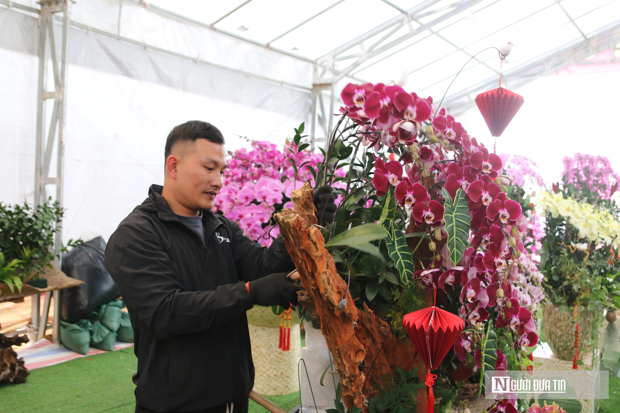 Thợ cắm thu&ecirc; hoa lan "đắt s&ocirc;" dịp Tết, bỏ t&uacute;i 4 -5 triệu đồng/ng&agrave;y- Ảnh 14.