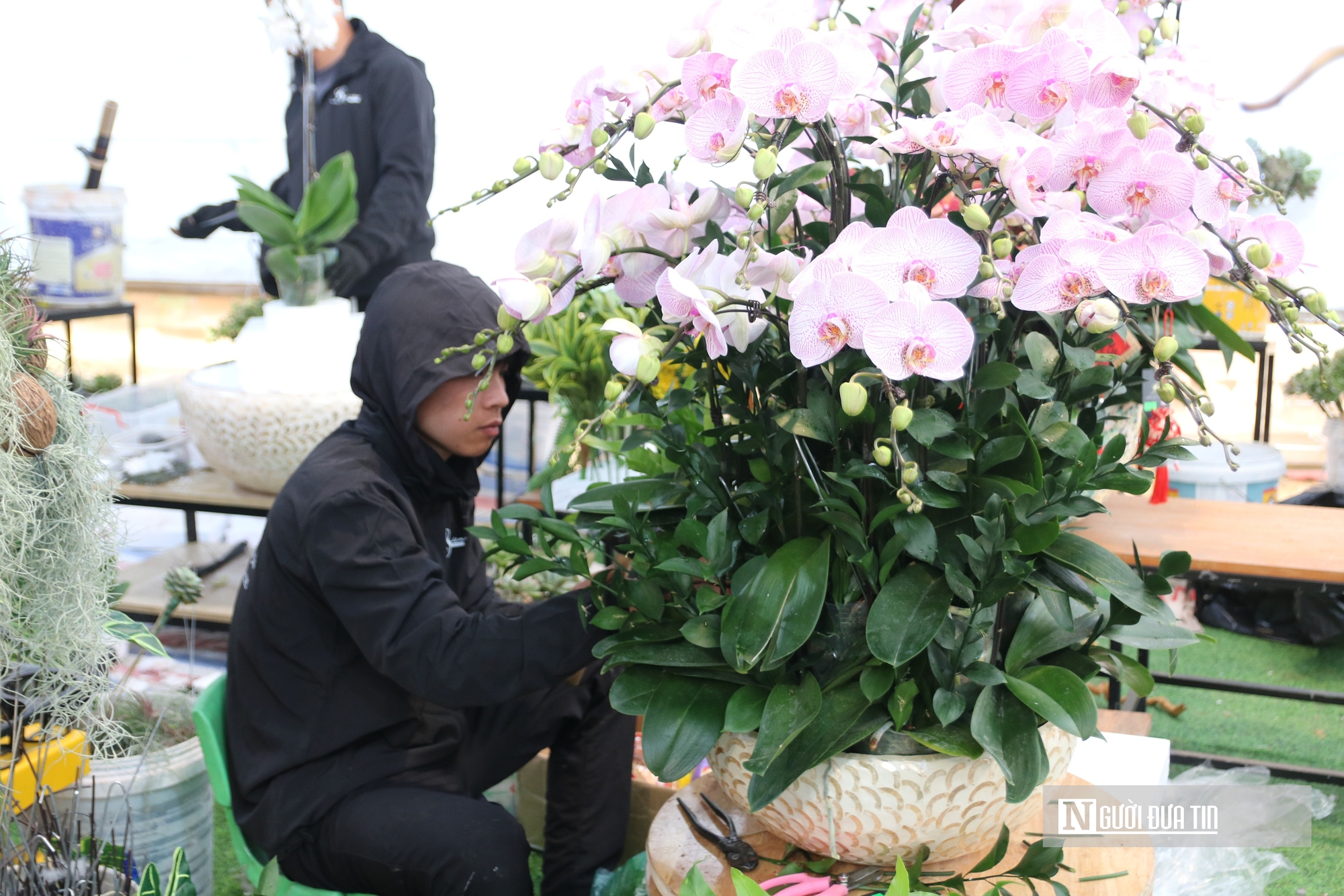 Thợ cắm thu&ecirc; hoa lan "đắt s&ocirc;" dịp Tết, bỏ t&uacute;i 4 -5 triệu đồng/ng&agrave;y- Ảnh 15.