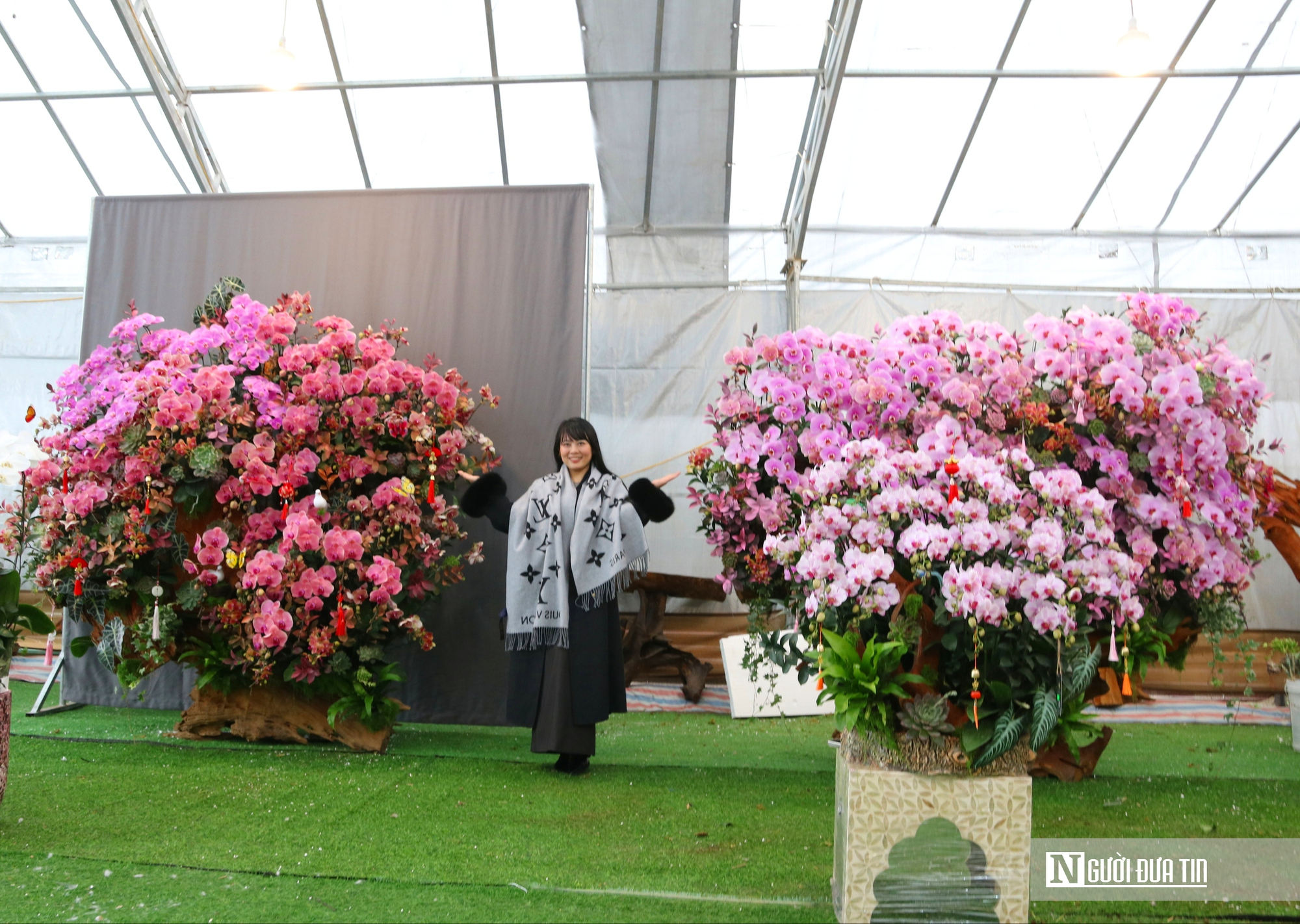 Thợ cắm thu&ecirc; hoa lan "đắt s&ocirc;" dịp Tết, bỏ t&uacute;i 4 -5 triệu đồng/ng&agrave;y- Ảnh 17.