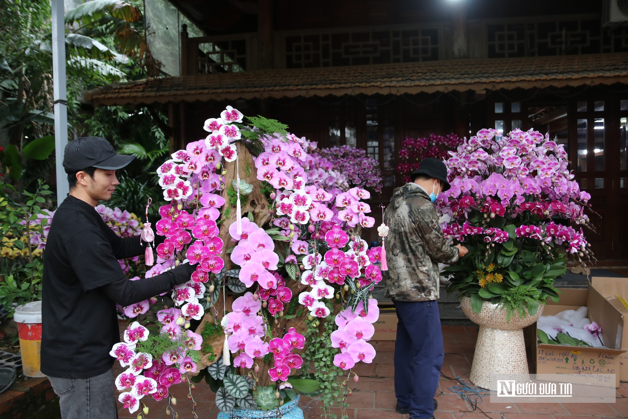 Thợ cắm thu&ecirc; hoa lan "đắt s&ocirc;" dịp Tết, bỏ t&uacute;i 4 -5 triệu đồng/ng&agrave;y- Ảnh 7.