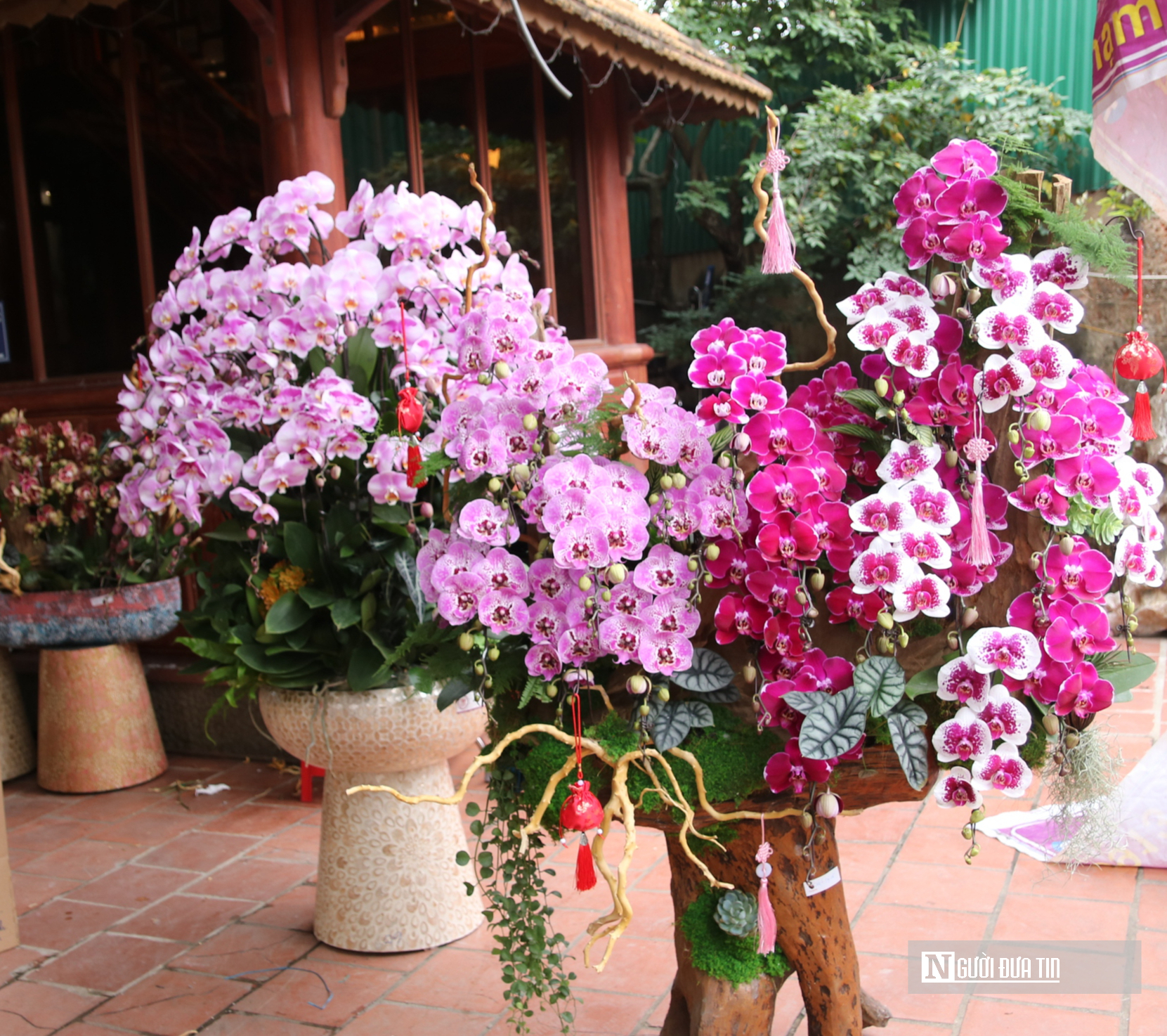 Thợ cắm thu&ecirc; hoa lan "đắt s&ocirc;" dịp Tết, bỏ t&uacute;i 4 -5 triệu đồng/ng&agrave;y- Ảnh 8.