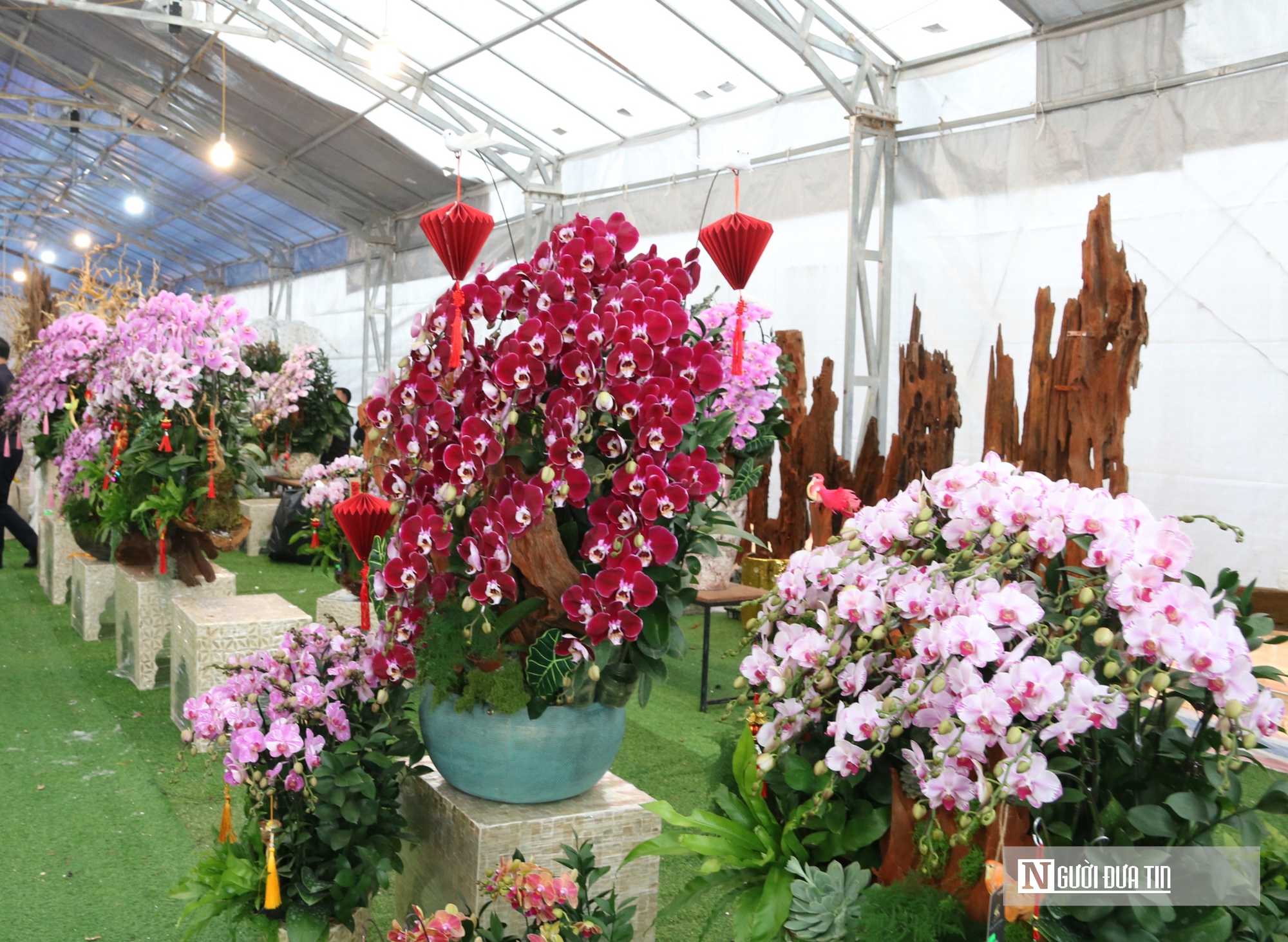 Thợ cắm thu&ecirc; hoa lan "đắt s&ocirc;" dịp Tết, bỏ t&uacute;i 4 -5 triệu đồng/ng&agrave;y- Ảnh 18.