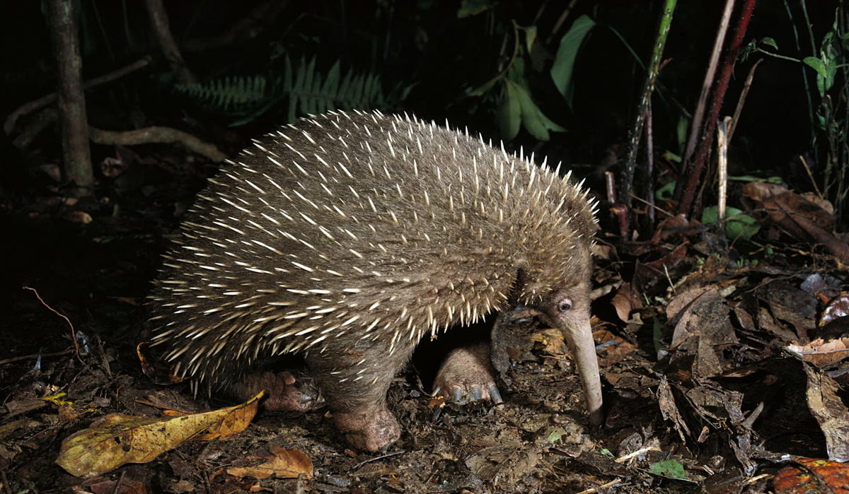 Loài vật quý hiếm bậc nhất hành tinh, tuyệt tích 60 năm bất ngờ "tái xuất" một cách bí ẩn- Ảnh 3.