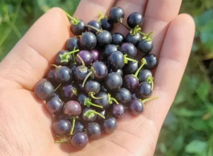 Loại quả dại xưa rụng thối gốc không ai "ngó" nay có giá gần 1 triệu/kg vẫn có người mua - Ảnh 4.