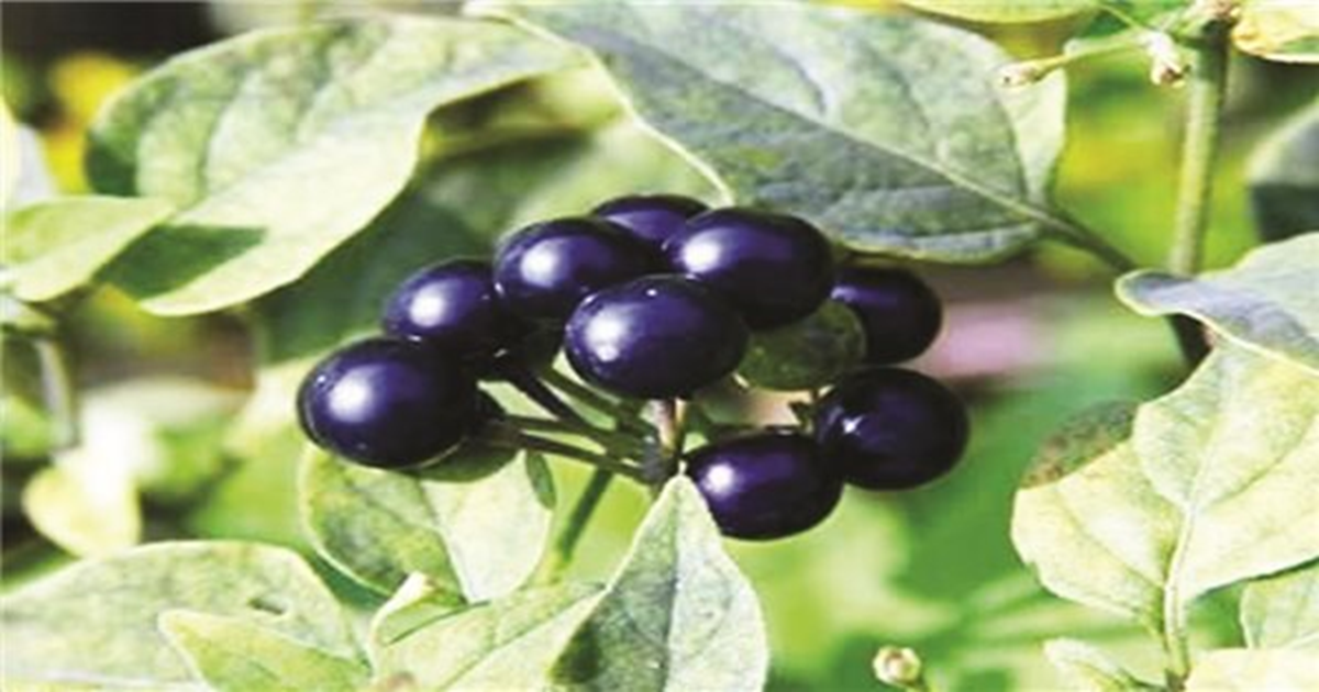 Loại quả dại xưa rụng thối gốc không ai "ngó" nay có giá gần 1 triệu/kg vẫn có người mua - Ảnh 2.