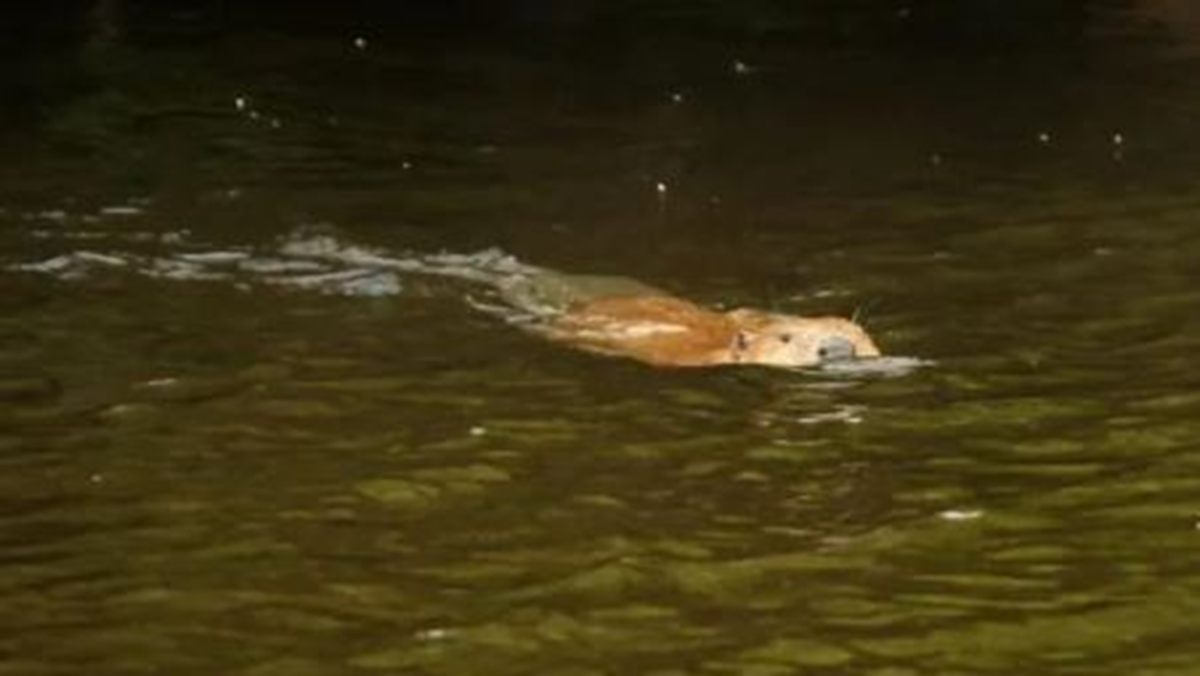 Loài vật quý hiếm bậc nhất hành tinh, ngỡ tuyệt chủng 400 năm bất ngờ "tái xuất" - Ảnh 1.