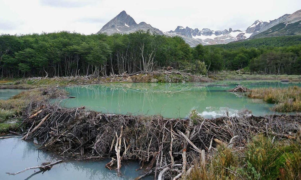 Loài vật quý hiếm bậc nhất hành tinh, ngỡ tuyệt chủng 400 năm bất ngờ "tái xuất" - Ảnh 3.