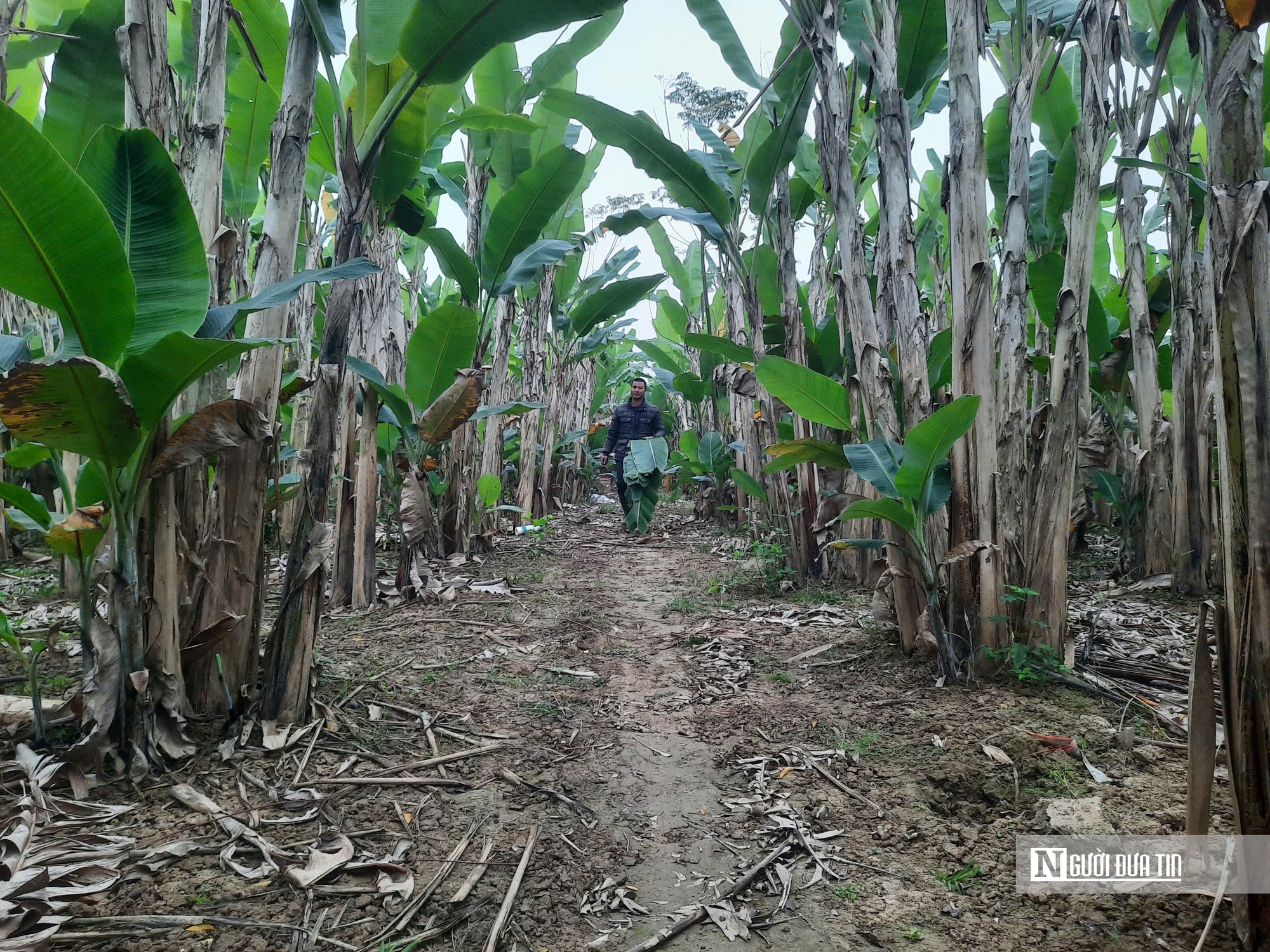 Cận Tết theo chân người trồng chuối xứ Thanh "hái tiền" từ lá- Ảnh 3.