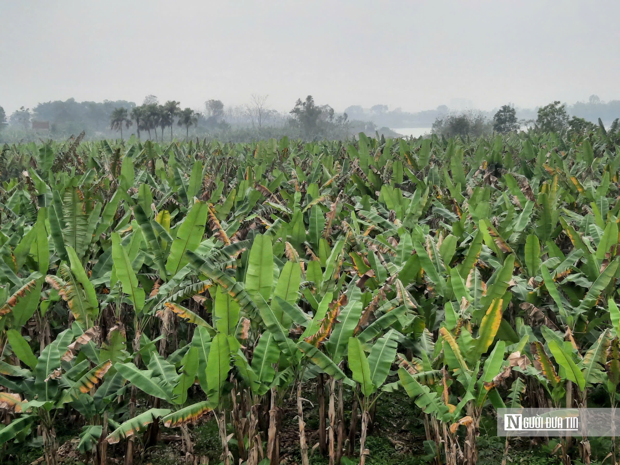 Cận Tết theo chân người trồng chuối xứ Thanh "hái tiền" từ lá- Ảnh 2.