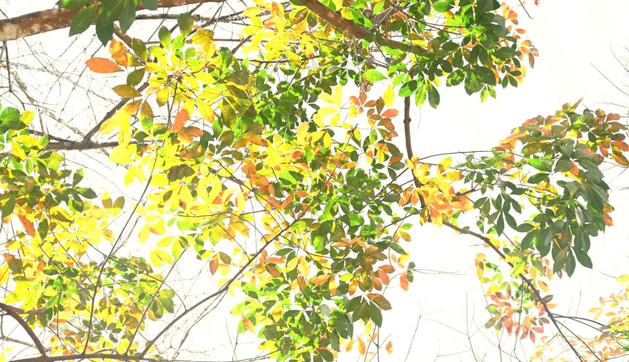 Ngắm bức tranh thiên nhiên đầy chất điện ảnh của rừng cao su mùa thay lá- Ảnh 11.