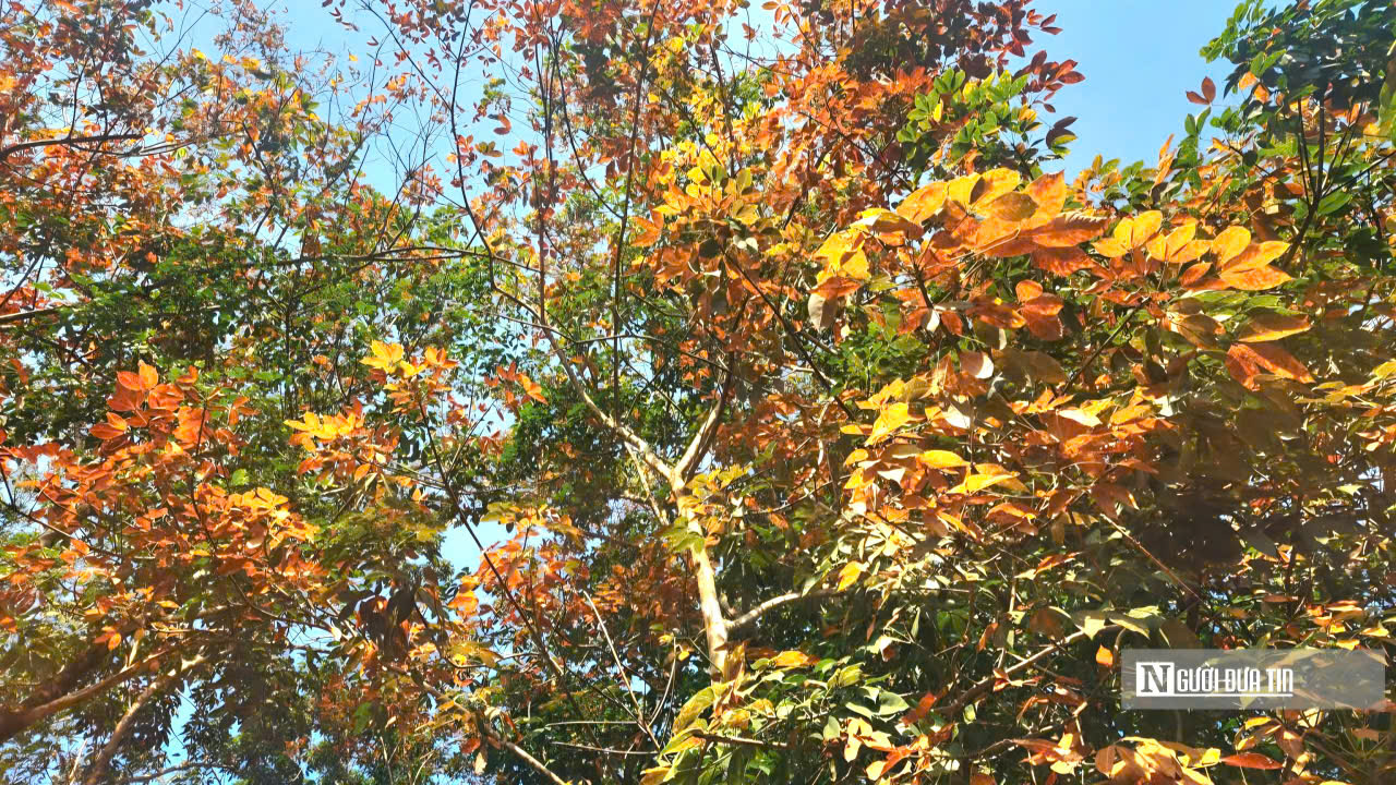 Ngắm bức tranh thiên nhiên đầy chất điện ảnh của rừng cao su mùa thay lá- Ảnh 5.