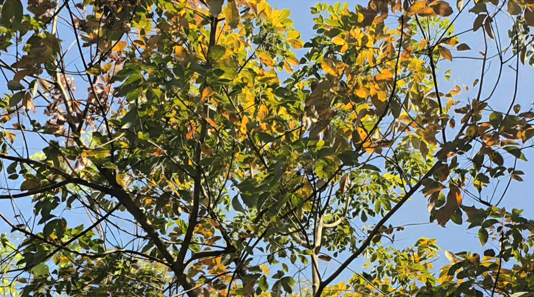 Ngắm bức tranh thiên nhiên đầy chất điện ảnh của rừng cao su mùa thay lá- Ảnh 10.