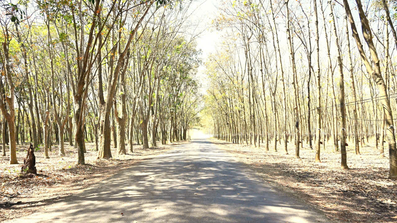 Ngắm bức tranh thiên nhiên đầy chất điện ảnh của rừng cao su mùa thay lá- Ảnh 9.