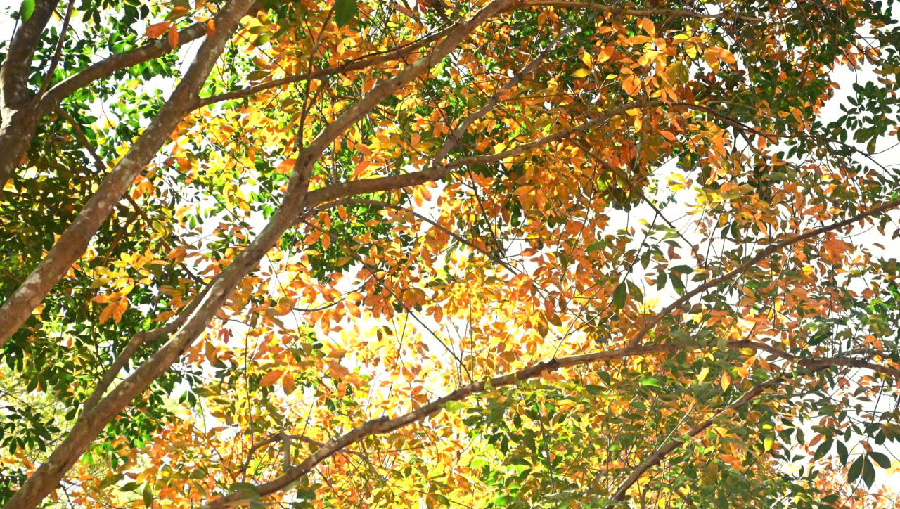 Ngắm bức tranh thiên nhiên đầy chất điện ảnh của rừng cao su mùa thay lá- Ảnh 12.