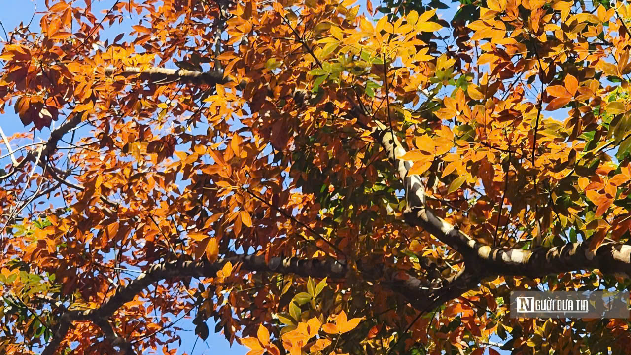 Ngắm bức tranh thiên nhiên đầy chất điện ảnh của rừng cao su mùa thay lá- Ảnh 3.