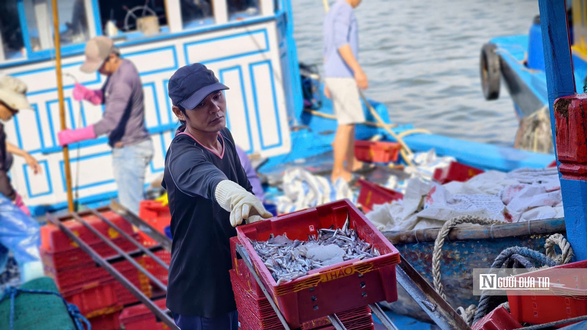 Quảng Ngãi: Nhộn nhịp mùa cá cơm, ngư dân "hái lộc" chục triệu mỗi đêm- Ảnh 9.