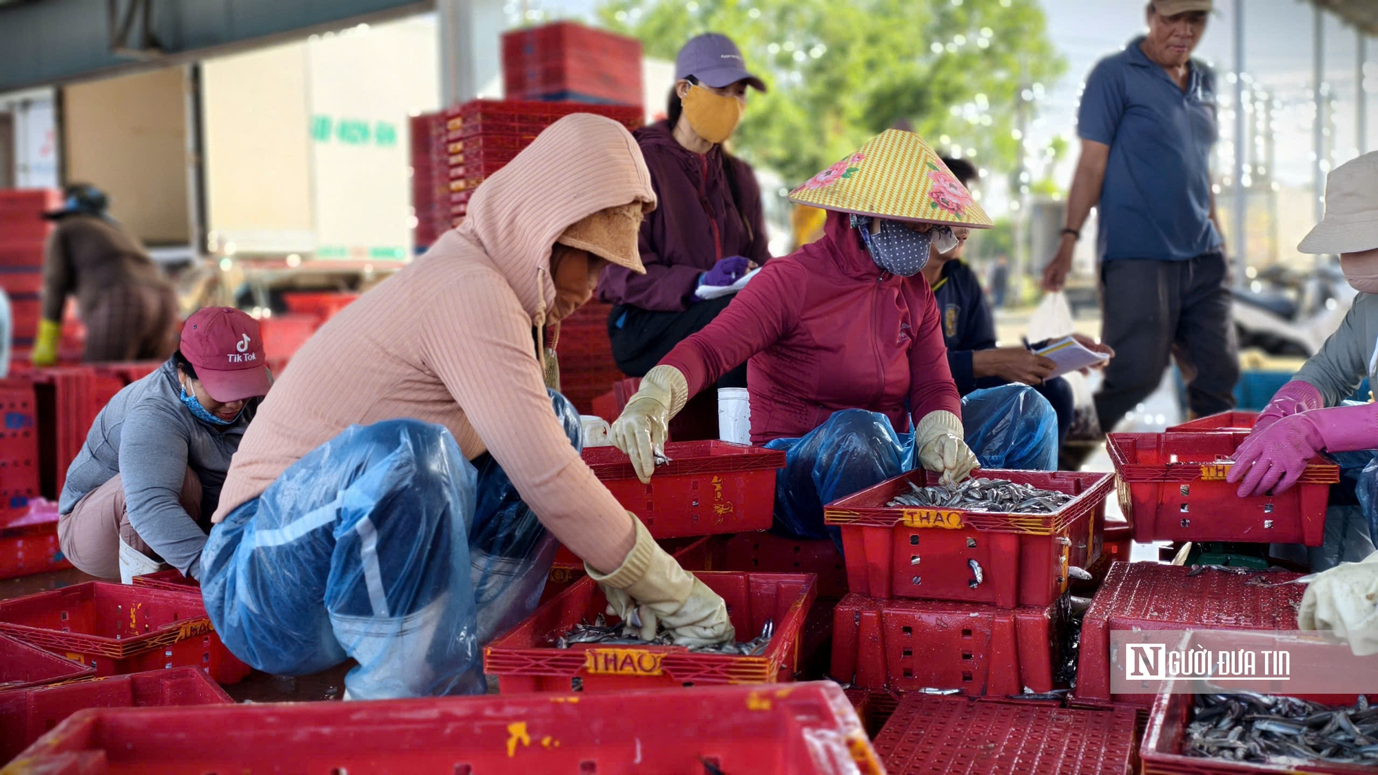 Quảng Ngãi: Nhộn nhịp mùa cá cơm, ngư dân "hái lộc" chục triệu mỗi đêm- Ảnh 10.