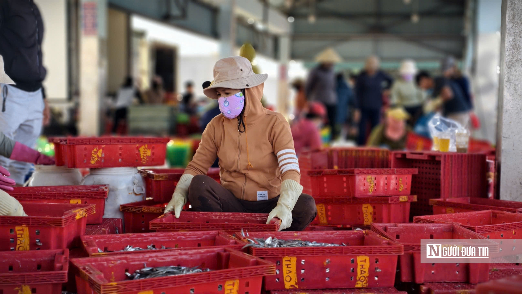 Quảng Ngãi: Nhộn nhịp mùa cá cơm, ngư dân "hái lộc" chục triệu mỗi đêm- Ảnh 11.