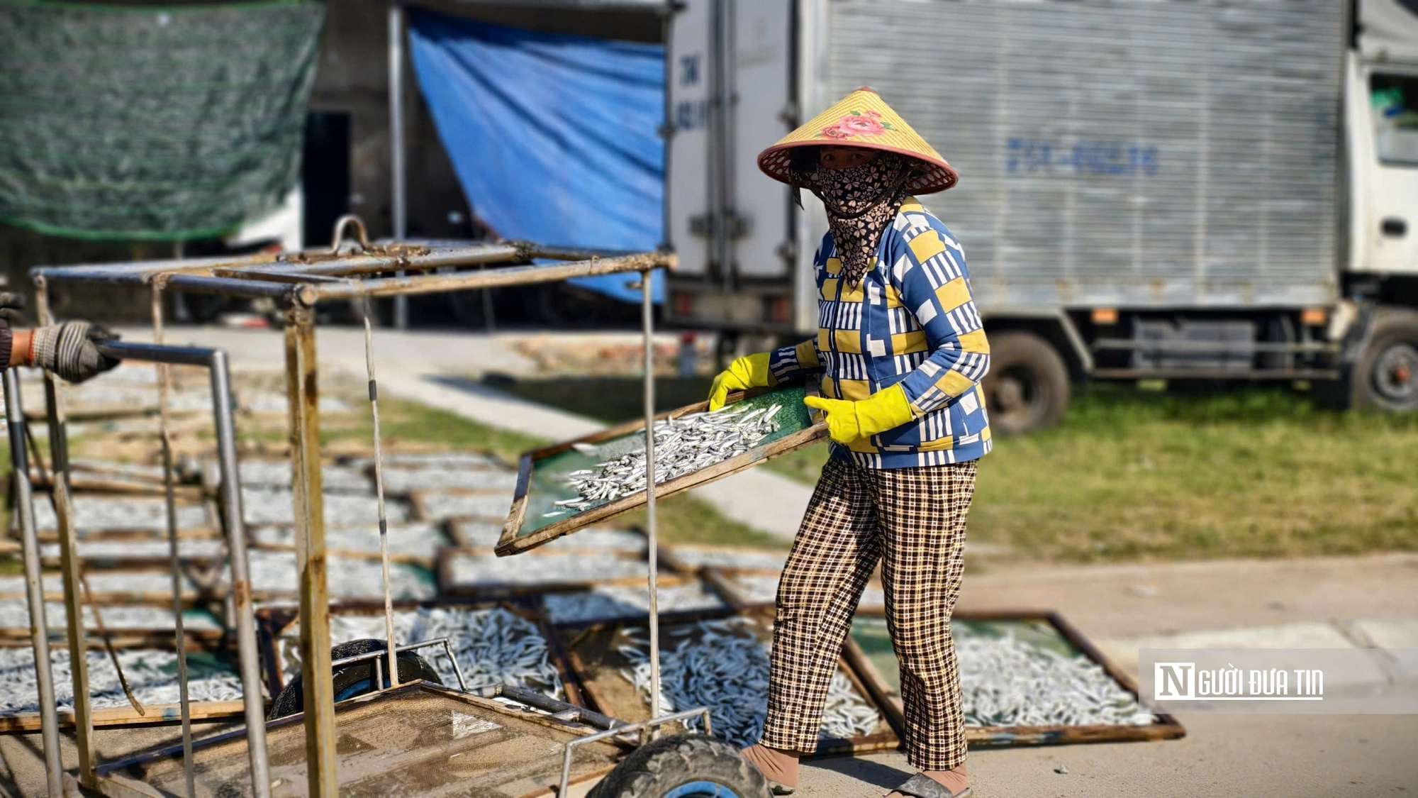 Quảng Ngãi: Nhộn nhịp mùa cá cơm, ngư dân "hái lộc" chục triệu mỗi đêm- Ảnh 13.