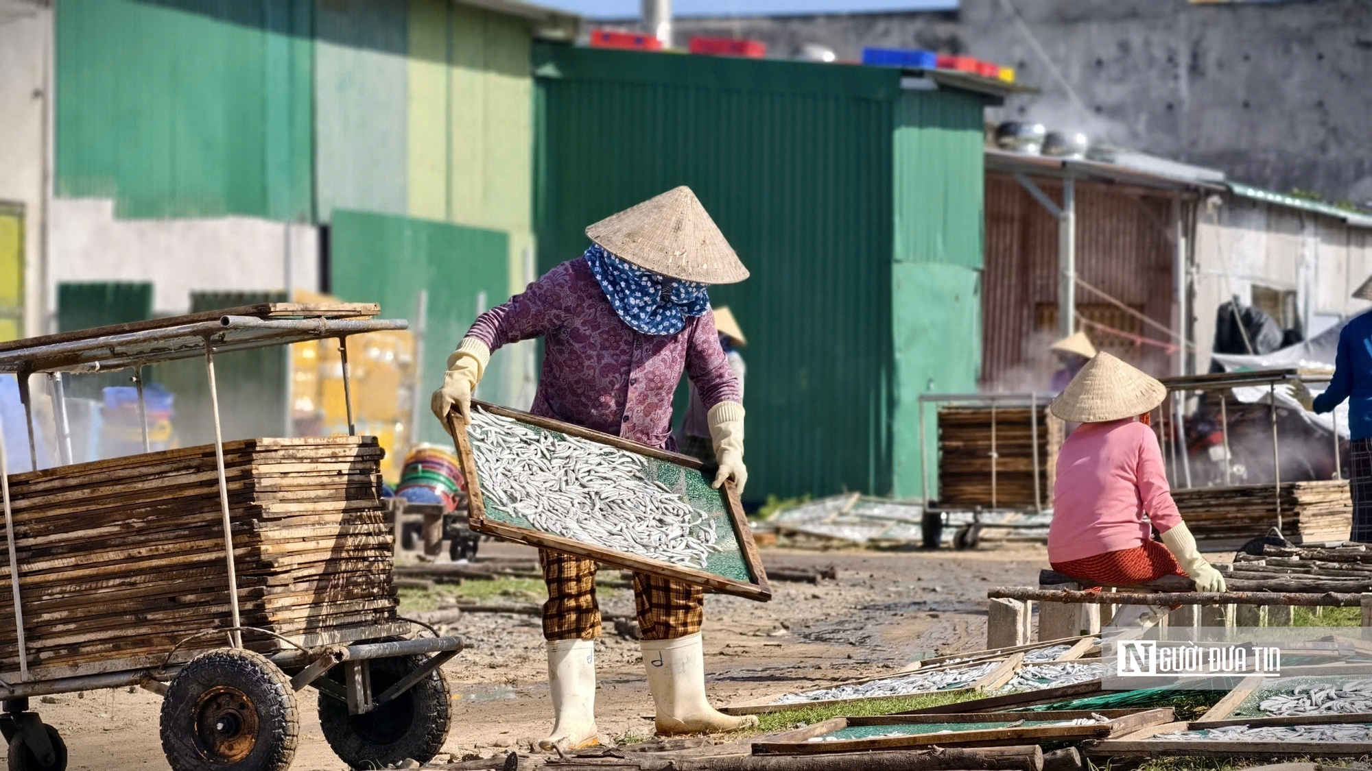 Quảng Ngãi: Nhộn nhịp mùa cá cơm, ngư dân "hái lộc" chục triệu mỗi đêm- Ảnh 14.