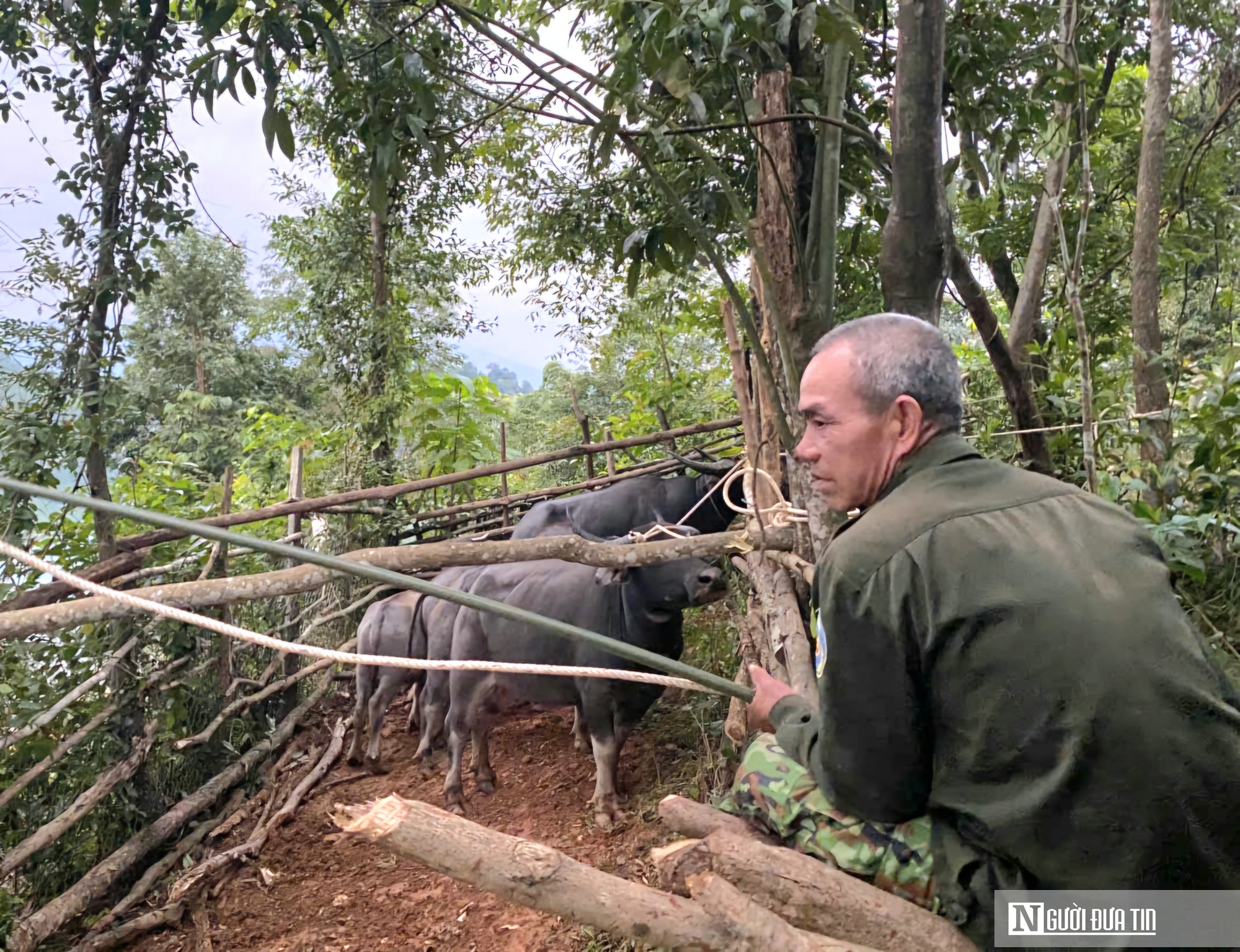 Niềm vui đầu năm của "vua tr&acirc;u" s&ocirc;ng Bồ- Ảnh 1.