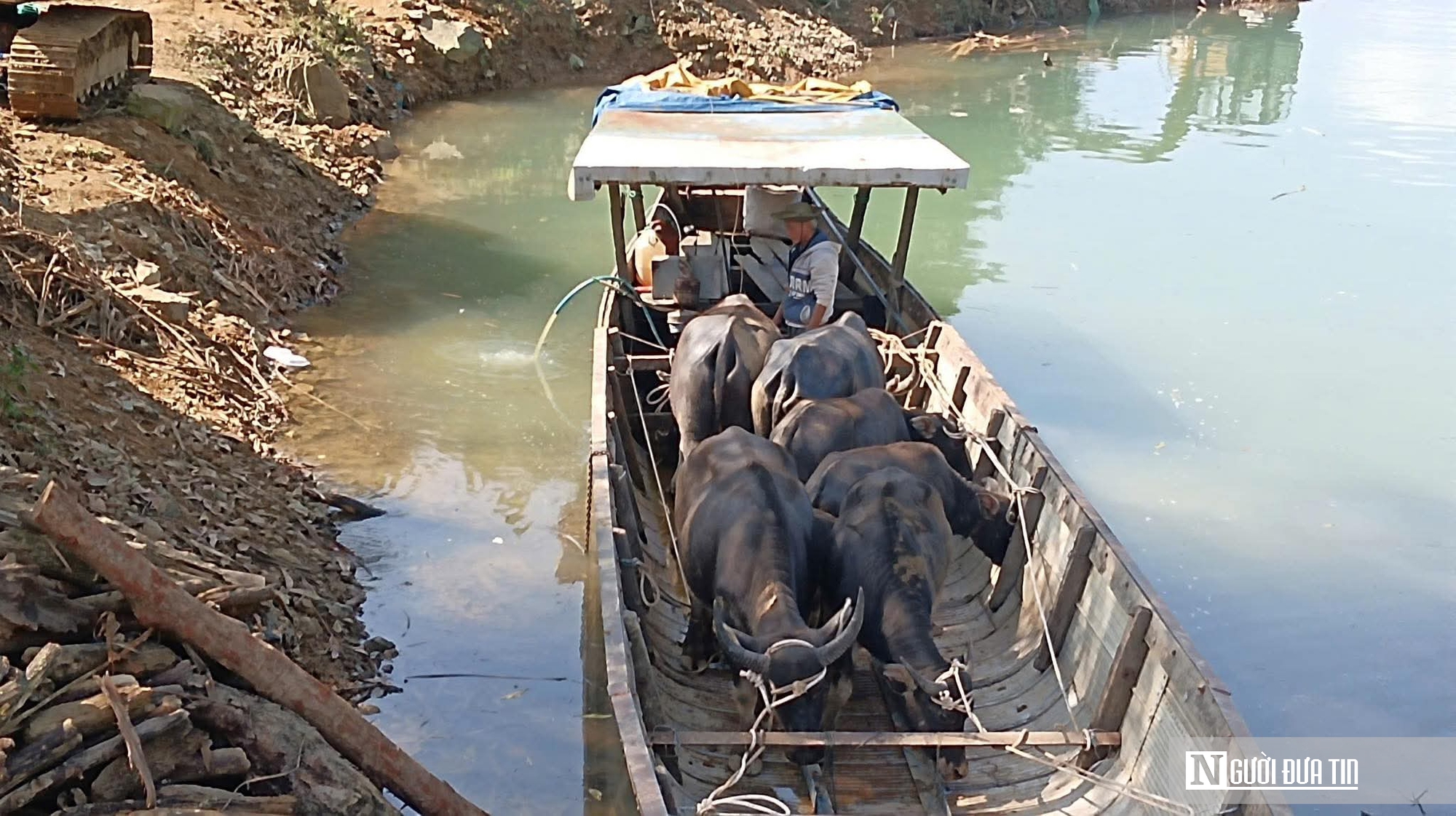 Niềm vui đầu năm của "vua tr&acirc;u" s&ocirc;ng Bồ- Ảnh 3.