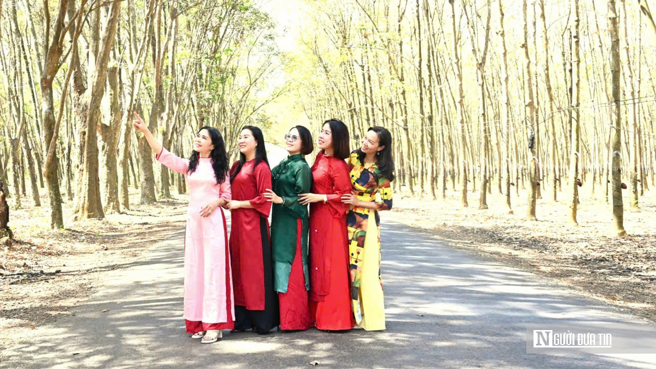 Ngắm bức tranh thiên nhiên đầy chất điện ảnh của rừng cao su mùa thay lá- Ảnh 1.