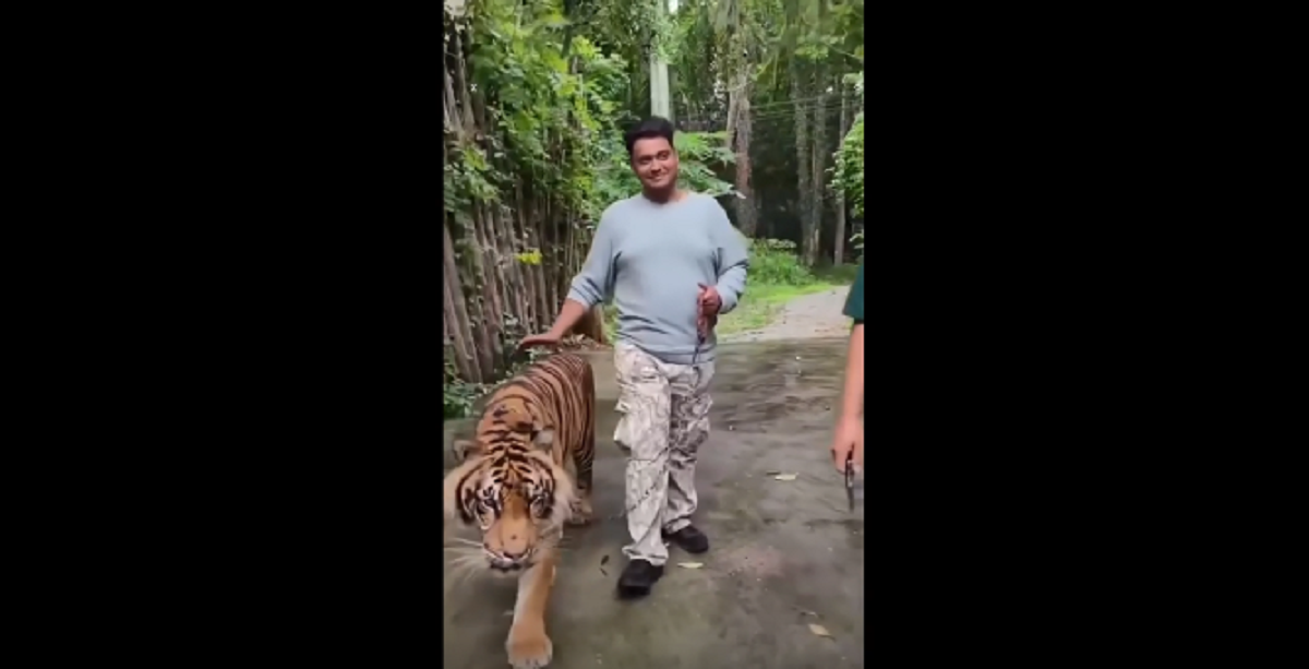 Ôm hổ chụp ảnh, người đàn ông bị vồ, diễn biến sau đó khiến ai cũng "sốc" - Ảnh 1.