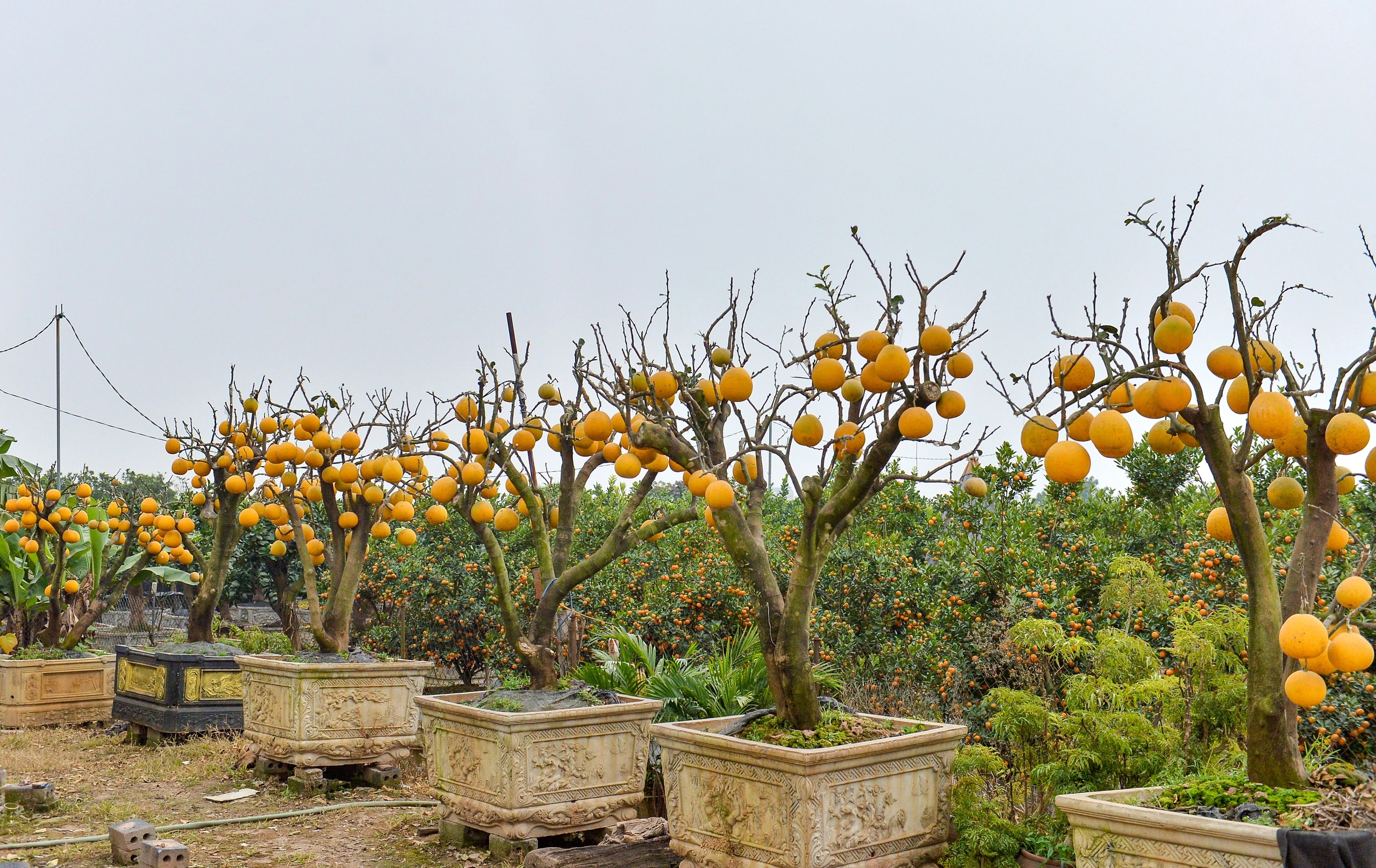 Thú chơi bưởi trụi lá độc lạ đón Tết - Ảnh 1.