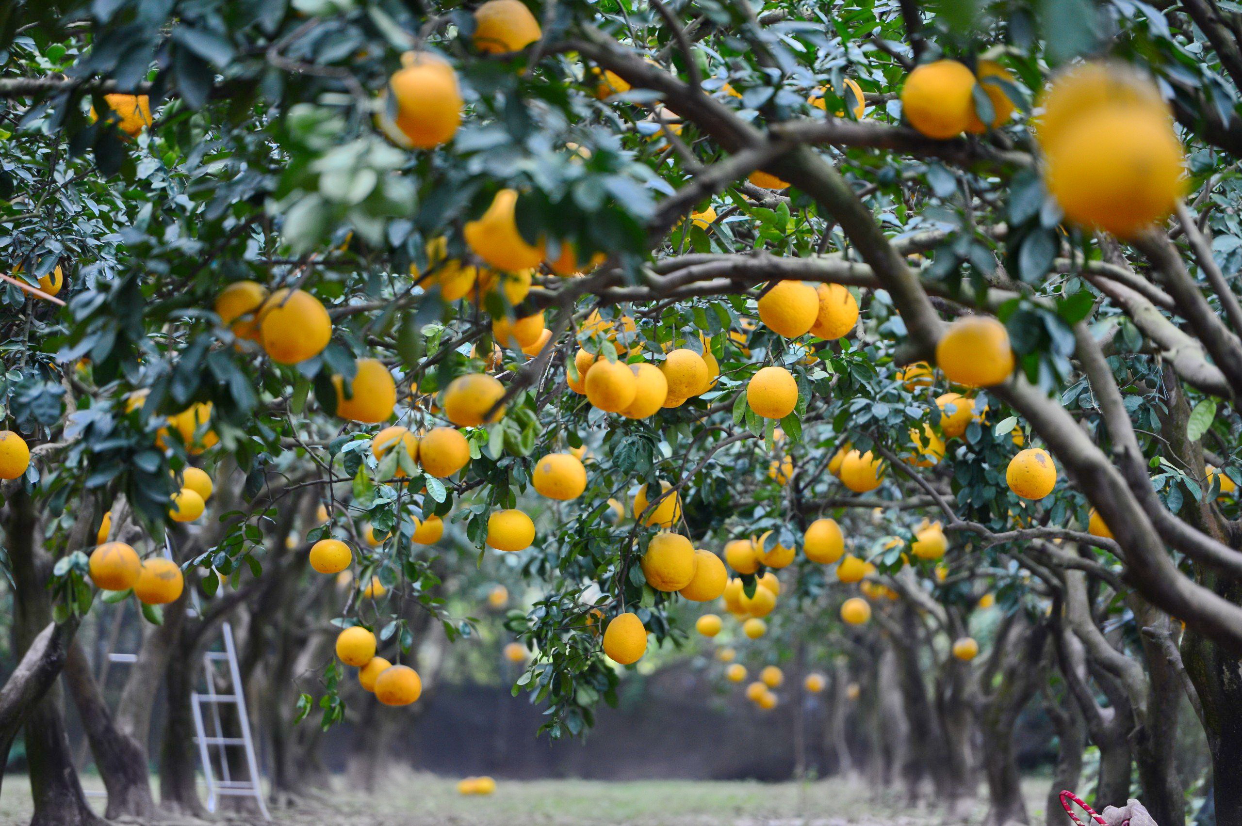 Thú chơi bưởi trụi lá độc lạ đón Tết - Ảnh 7.