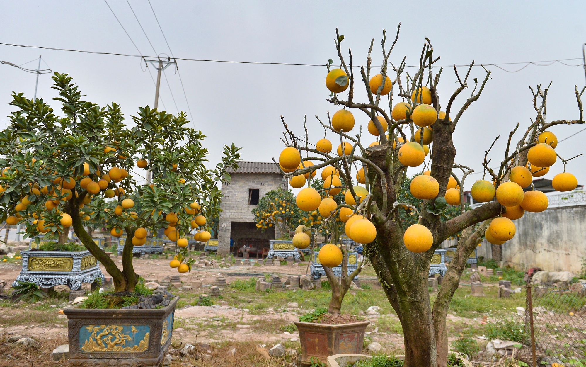 Thú chơi bưởi trụi lá độc lạ đón Tết - Ảnh 3.
