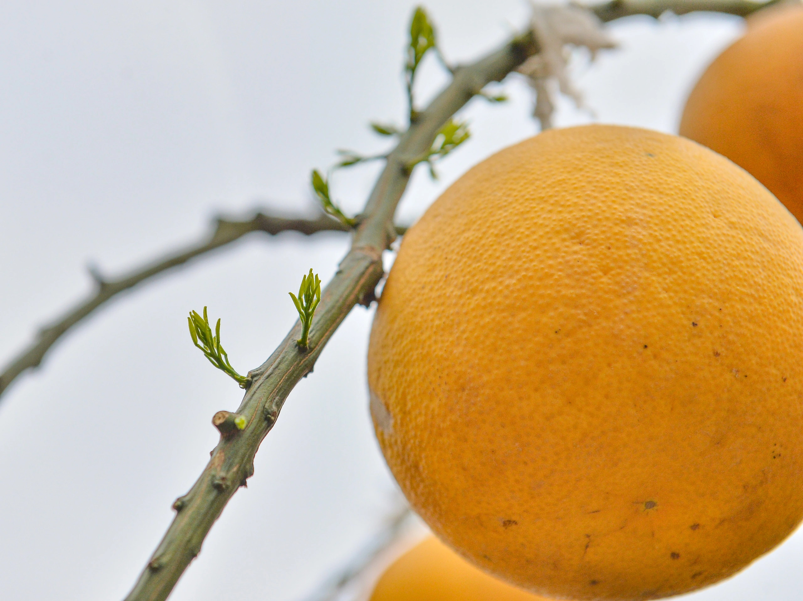 Thú chơi bưởi trụi lá độc lạ đón Tết - Ảnh 6.